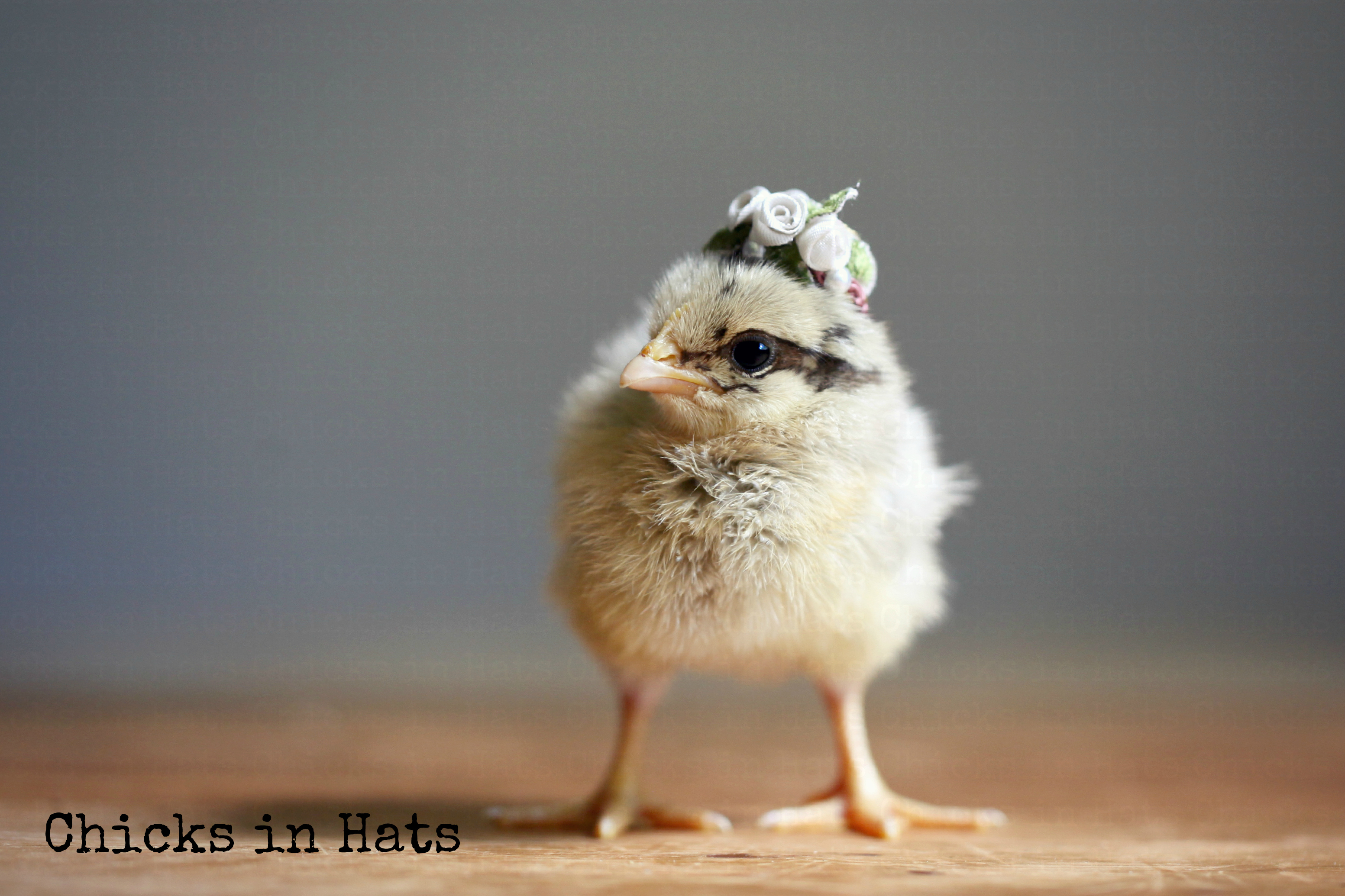 Chicks in Hats.