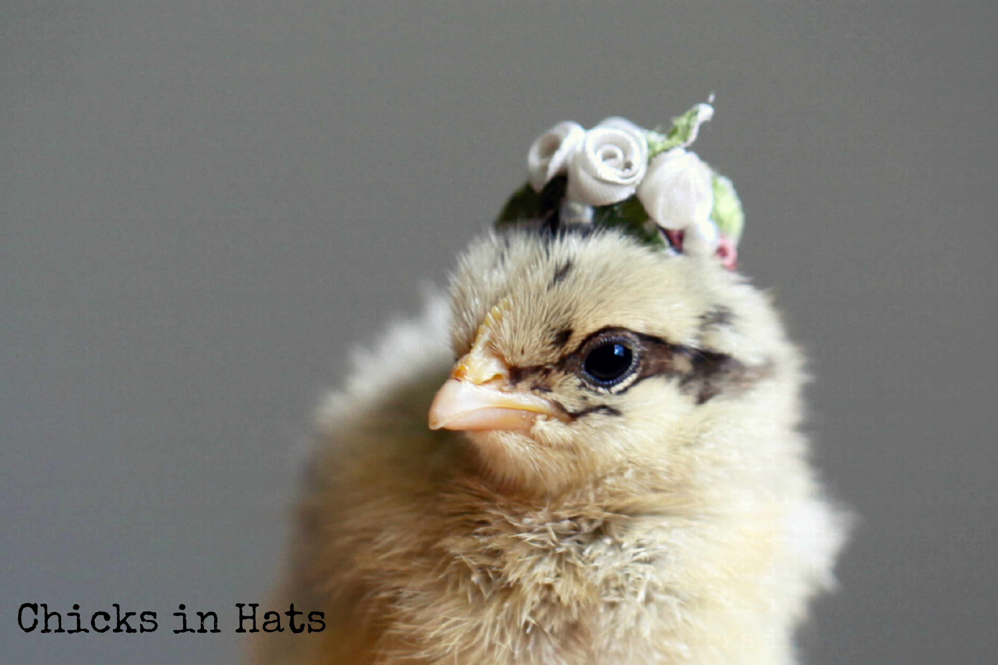 Chicks in Hats.