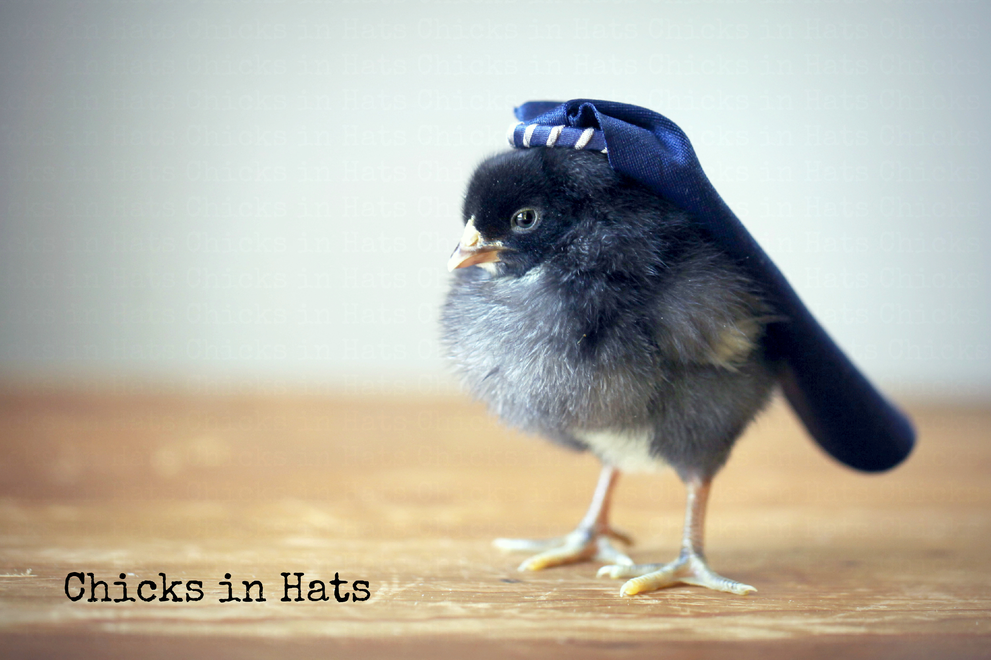 Chicks in Hats.