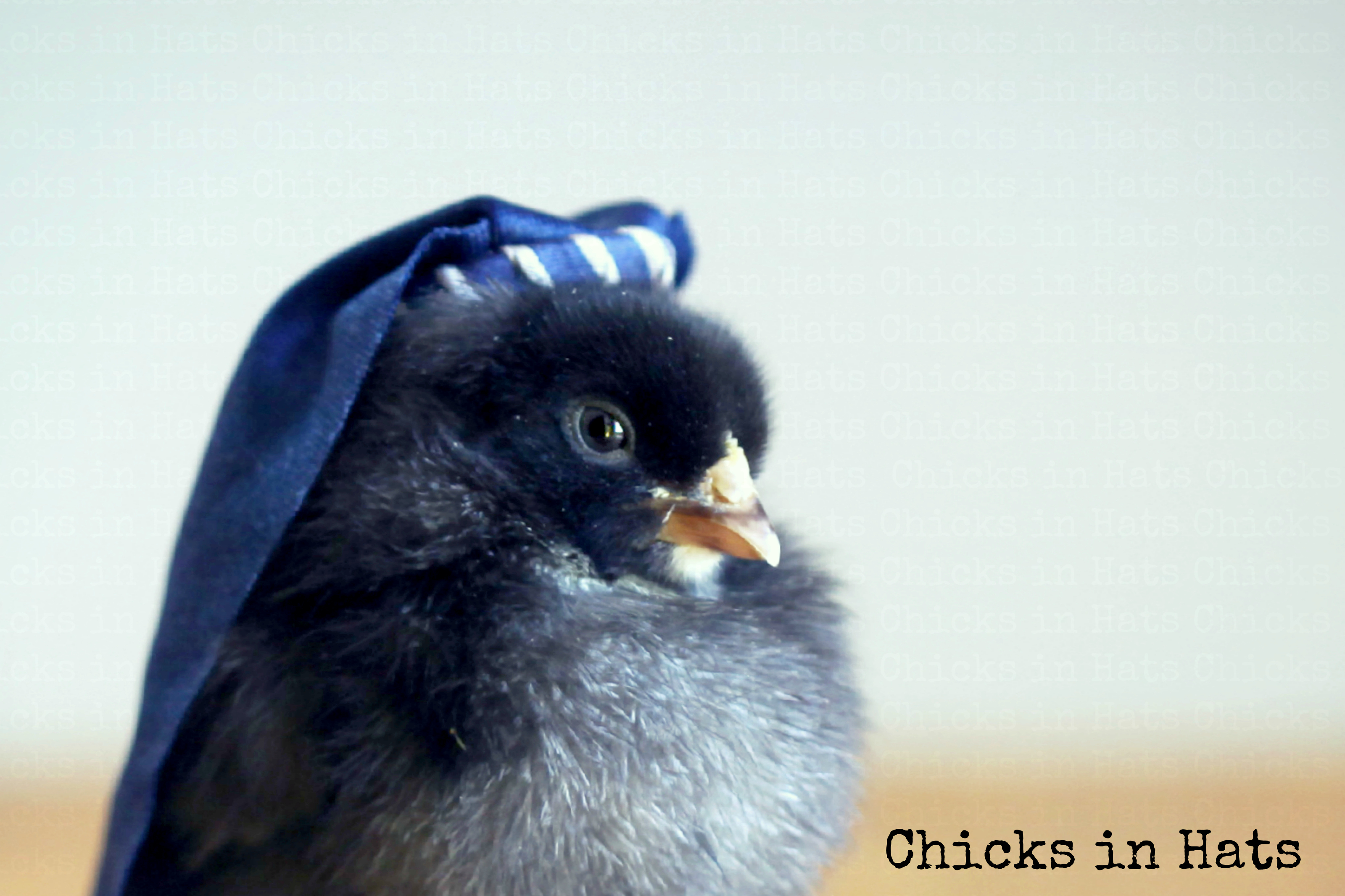 Chicks in Hats.