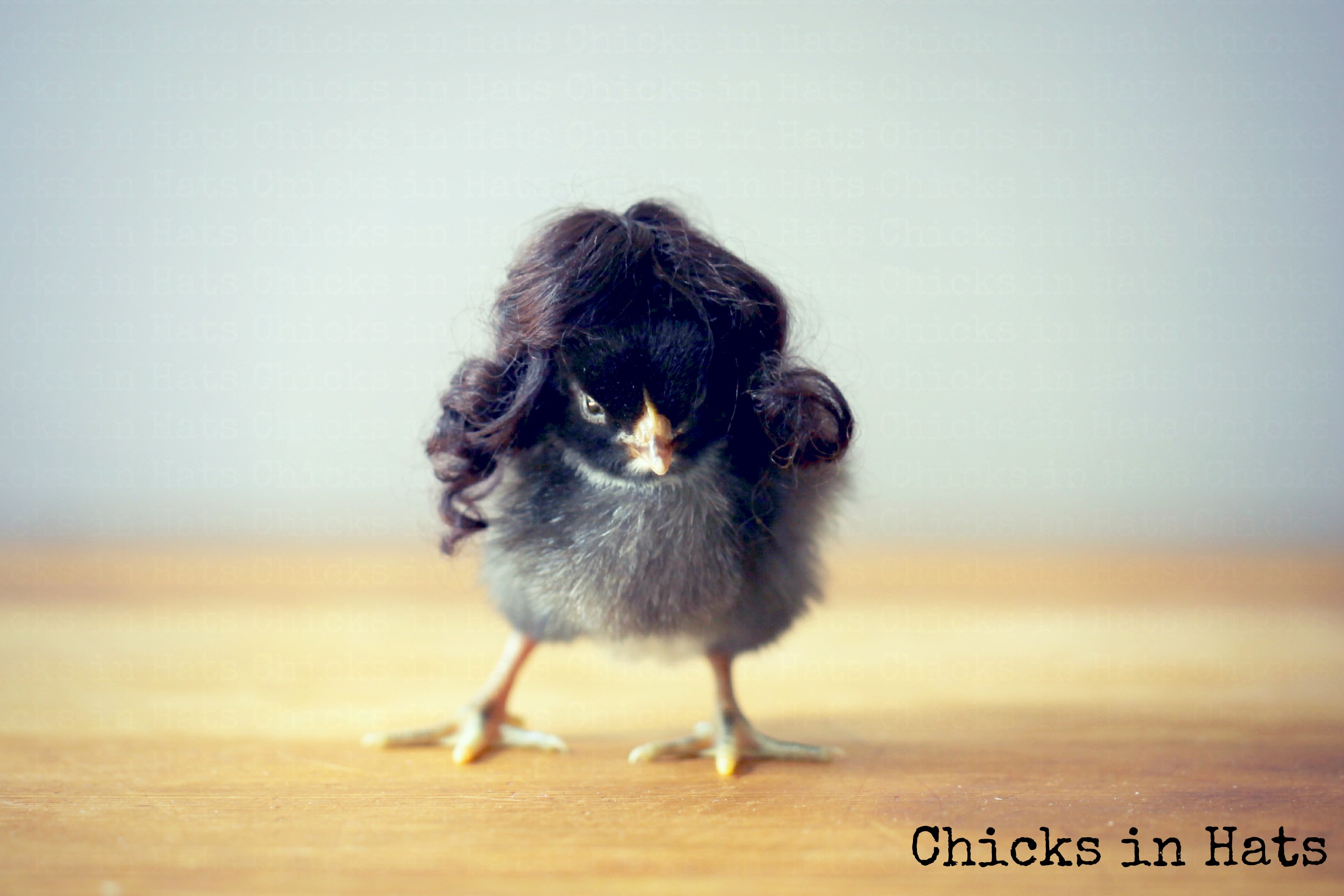 Chicks in Hats.