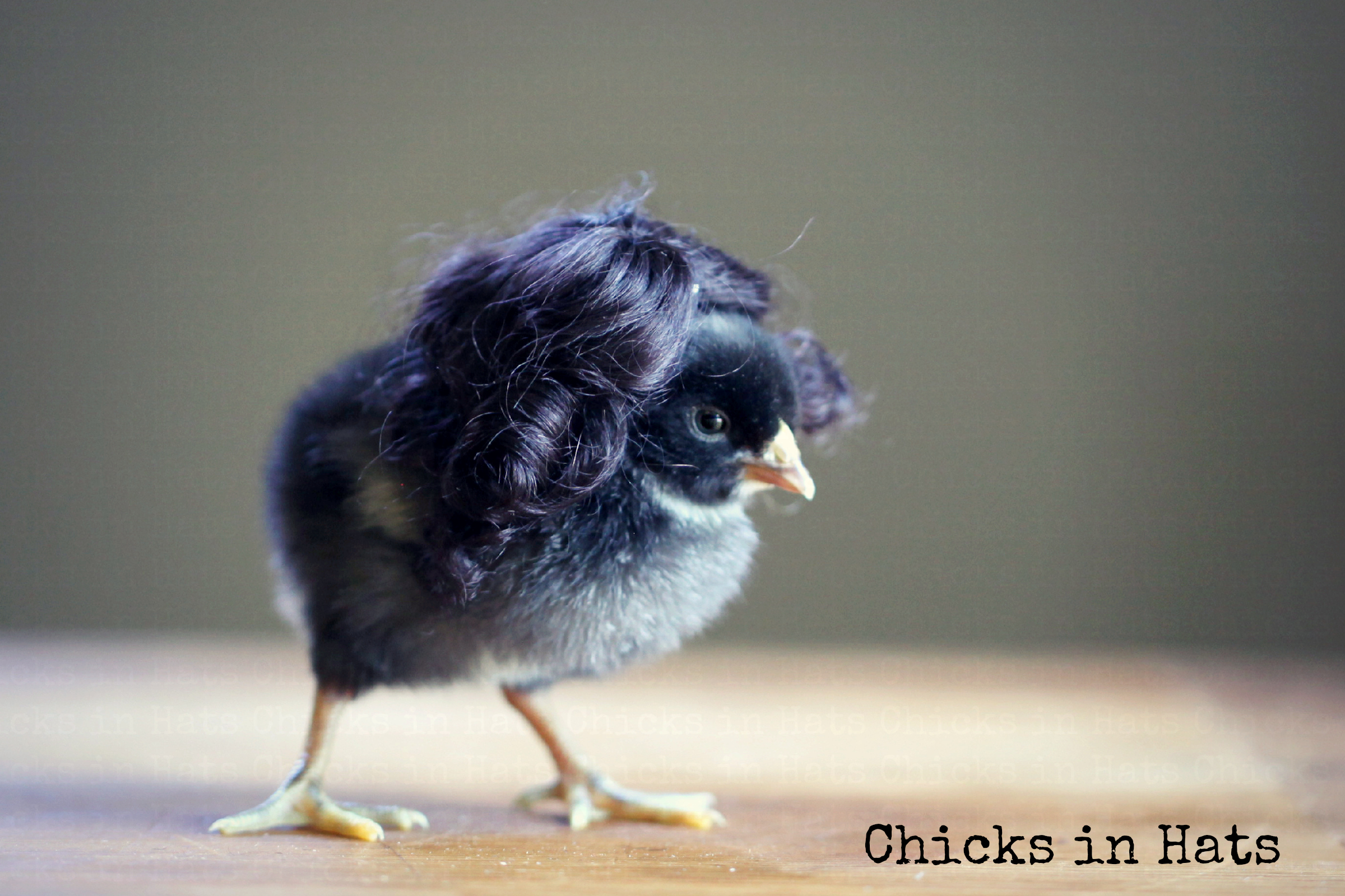 Chicks in Hats.