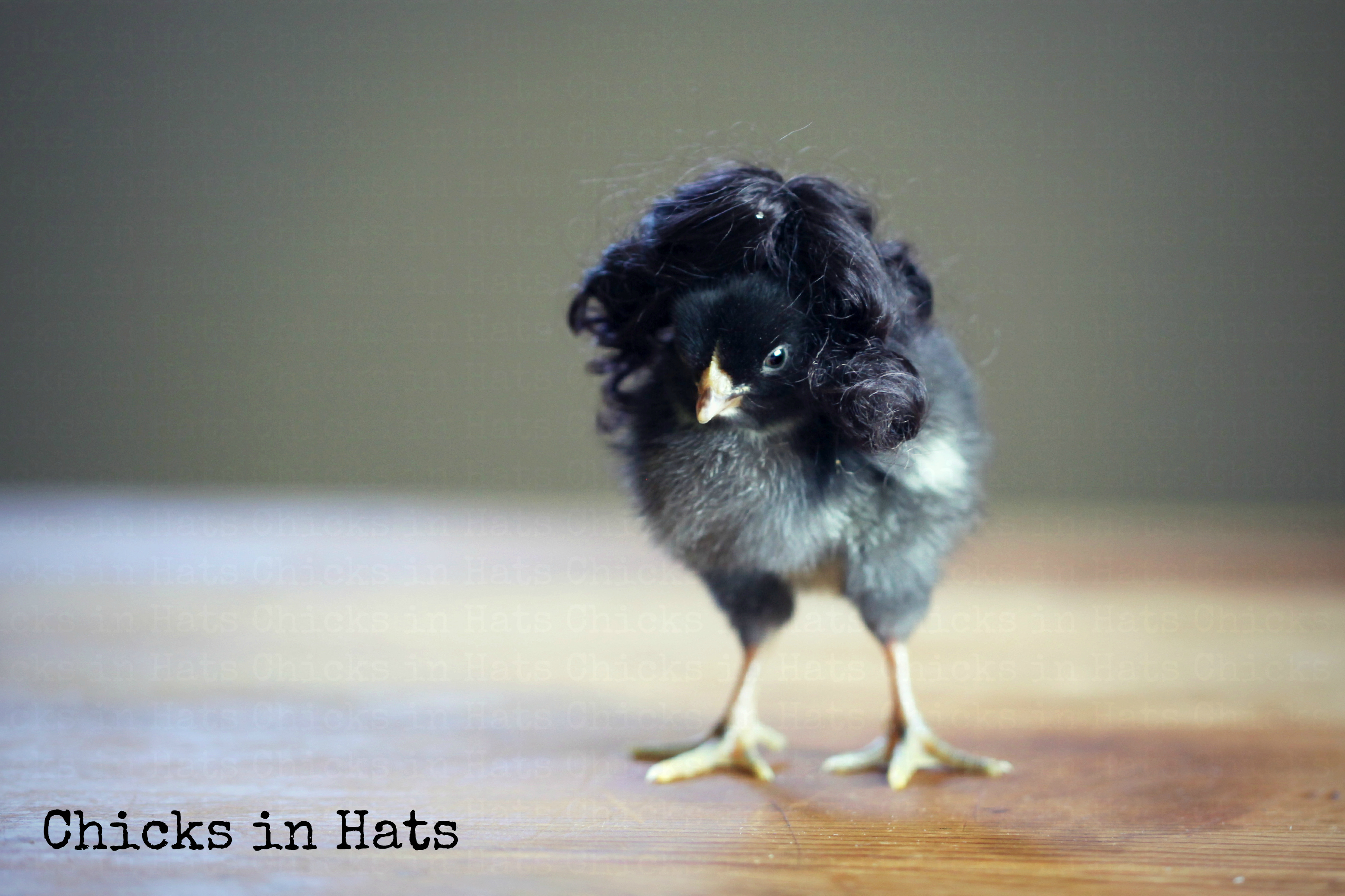 Chicks in Hats.