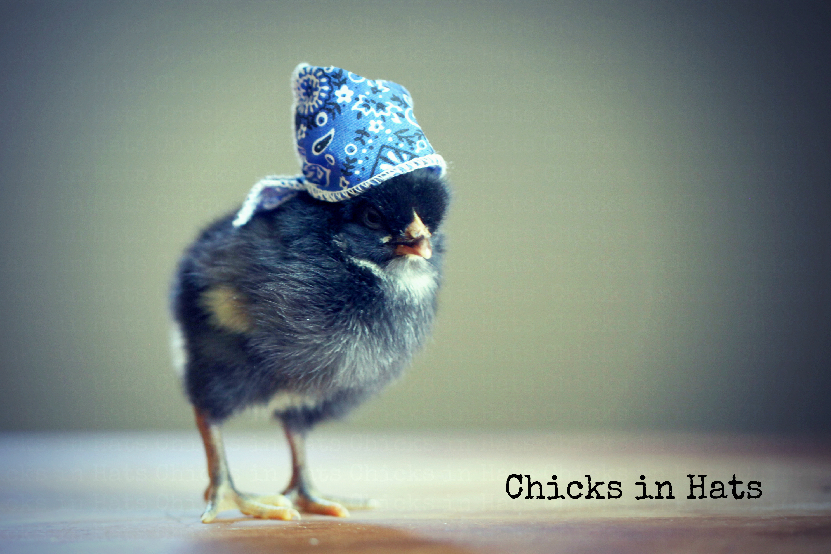 Chicks in Hats.