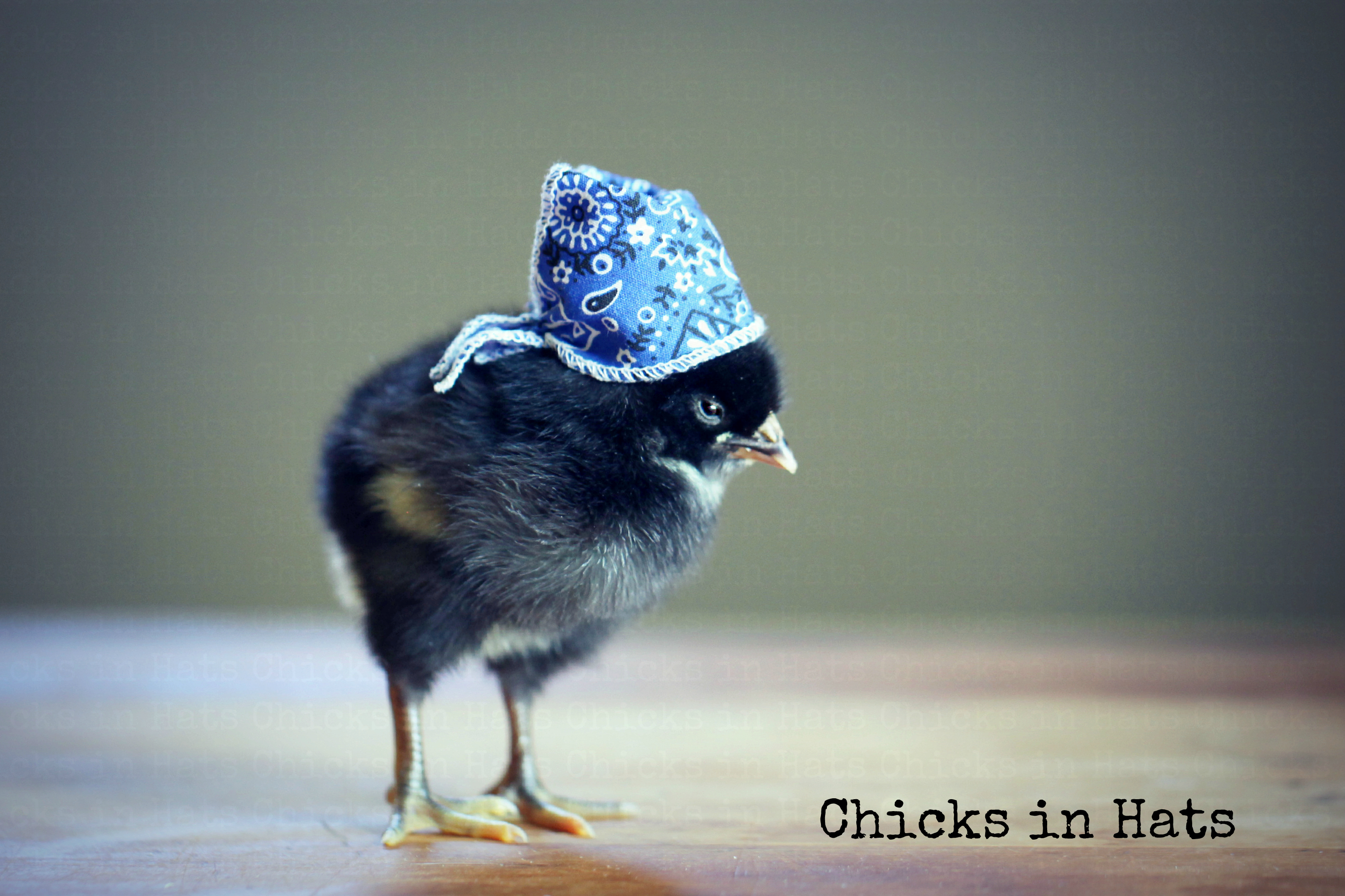Chicks in Hats.