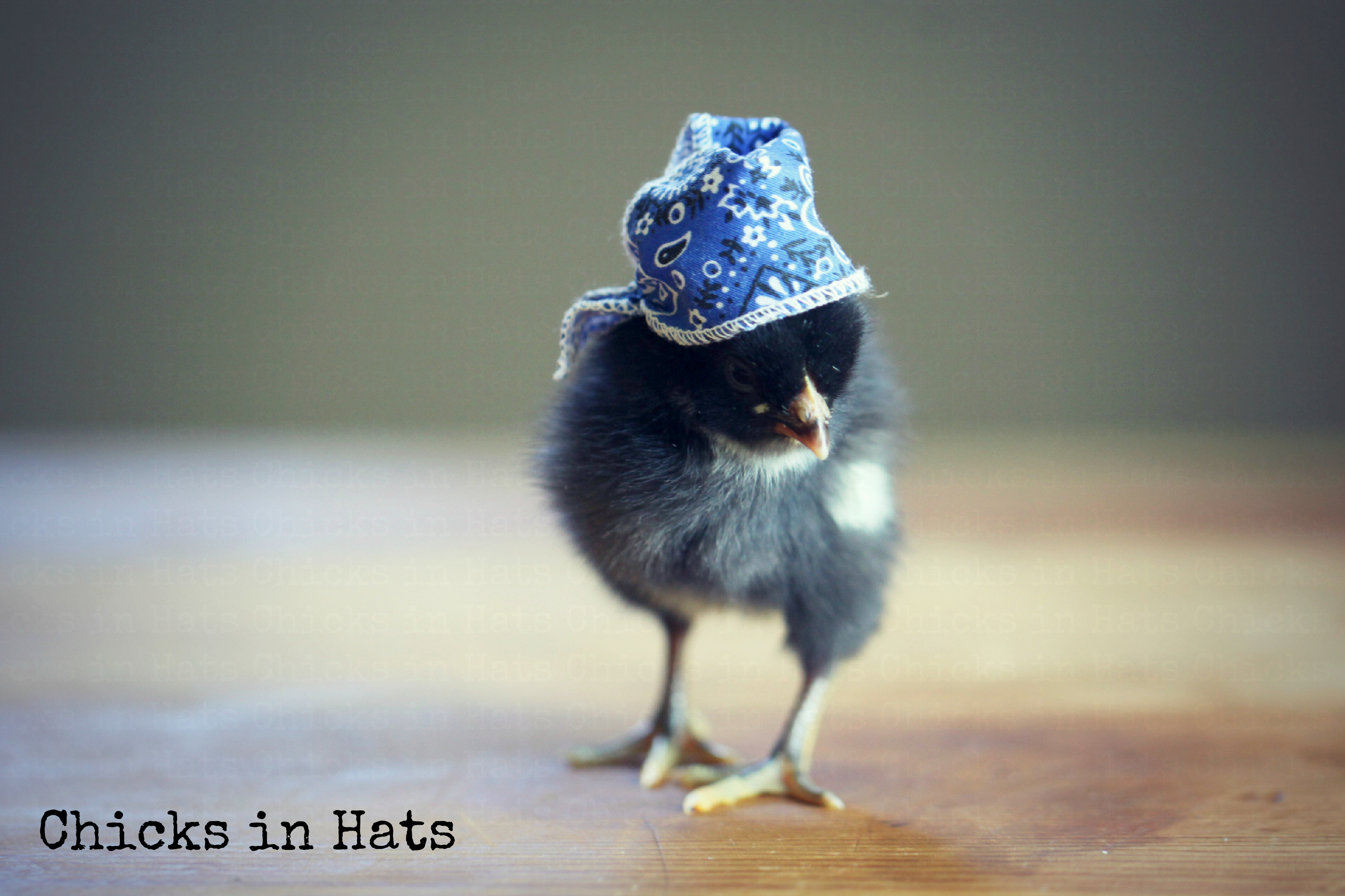 Chicks in Hats.