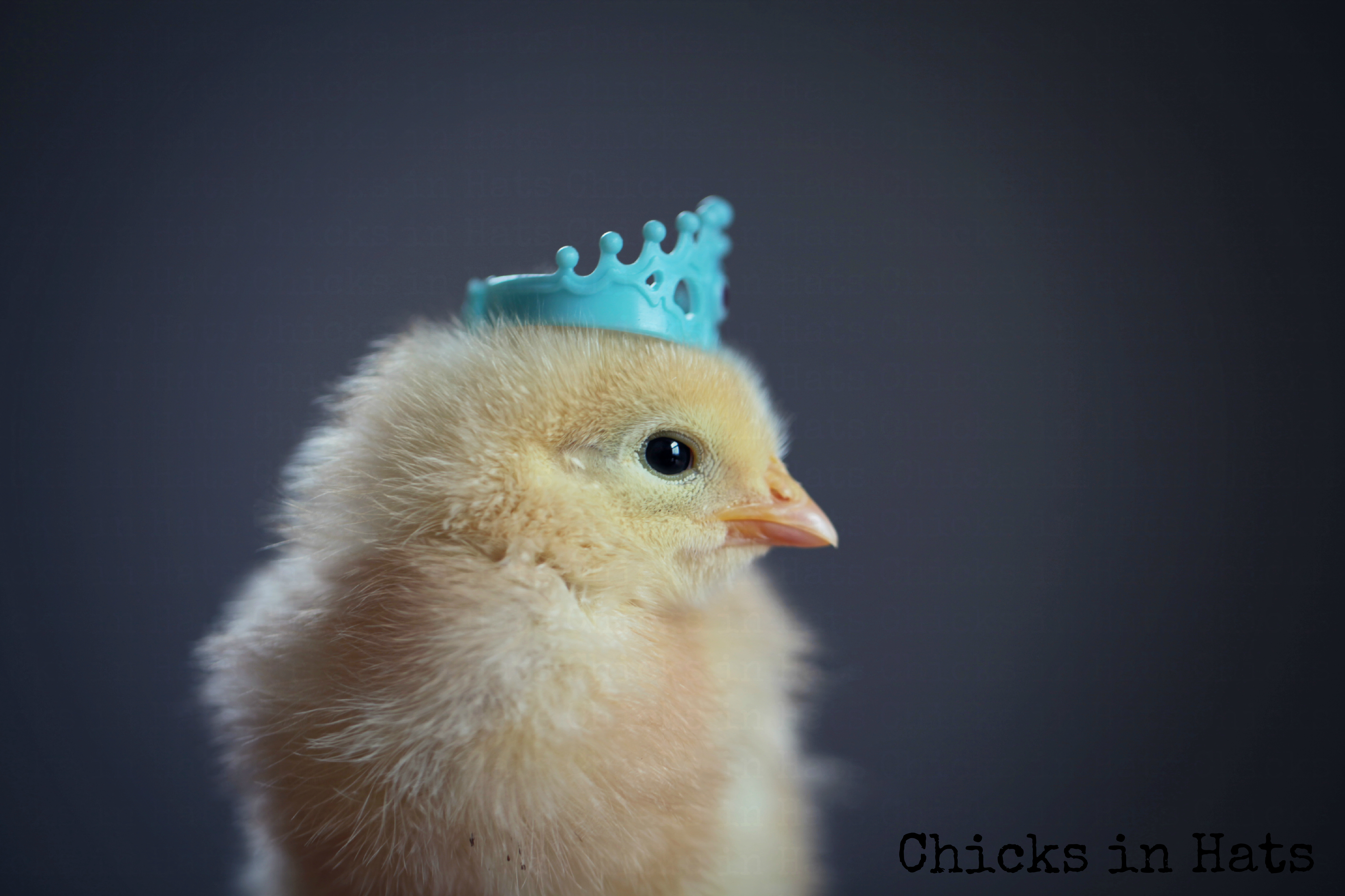 Курье телефон. Цыпленок. Милый цыпленок. Милые цыплята. Цыпленок в короне.