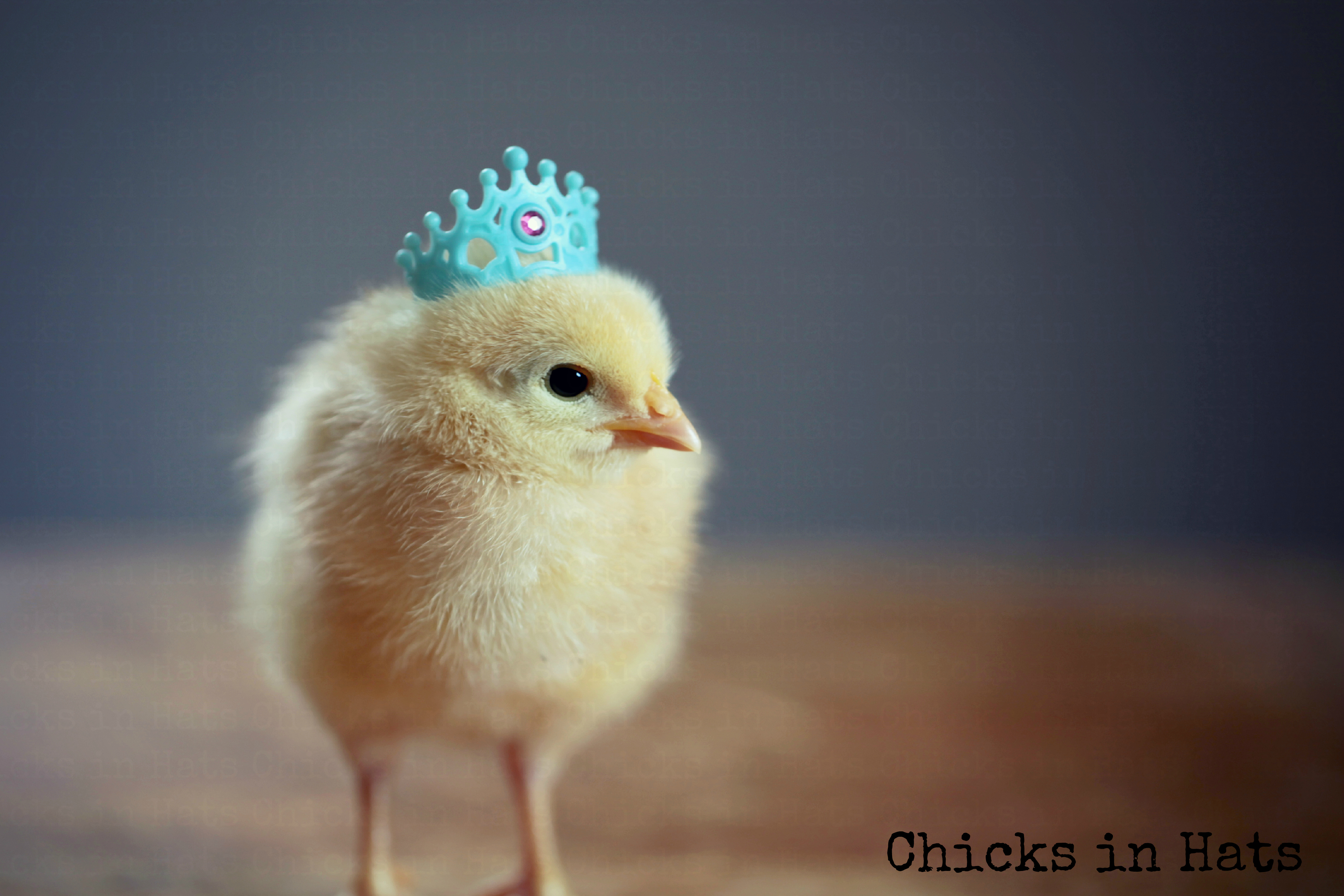 Chicks in Hats.