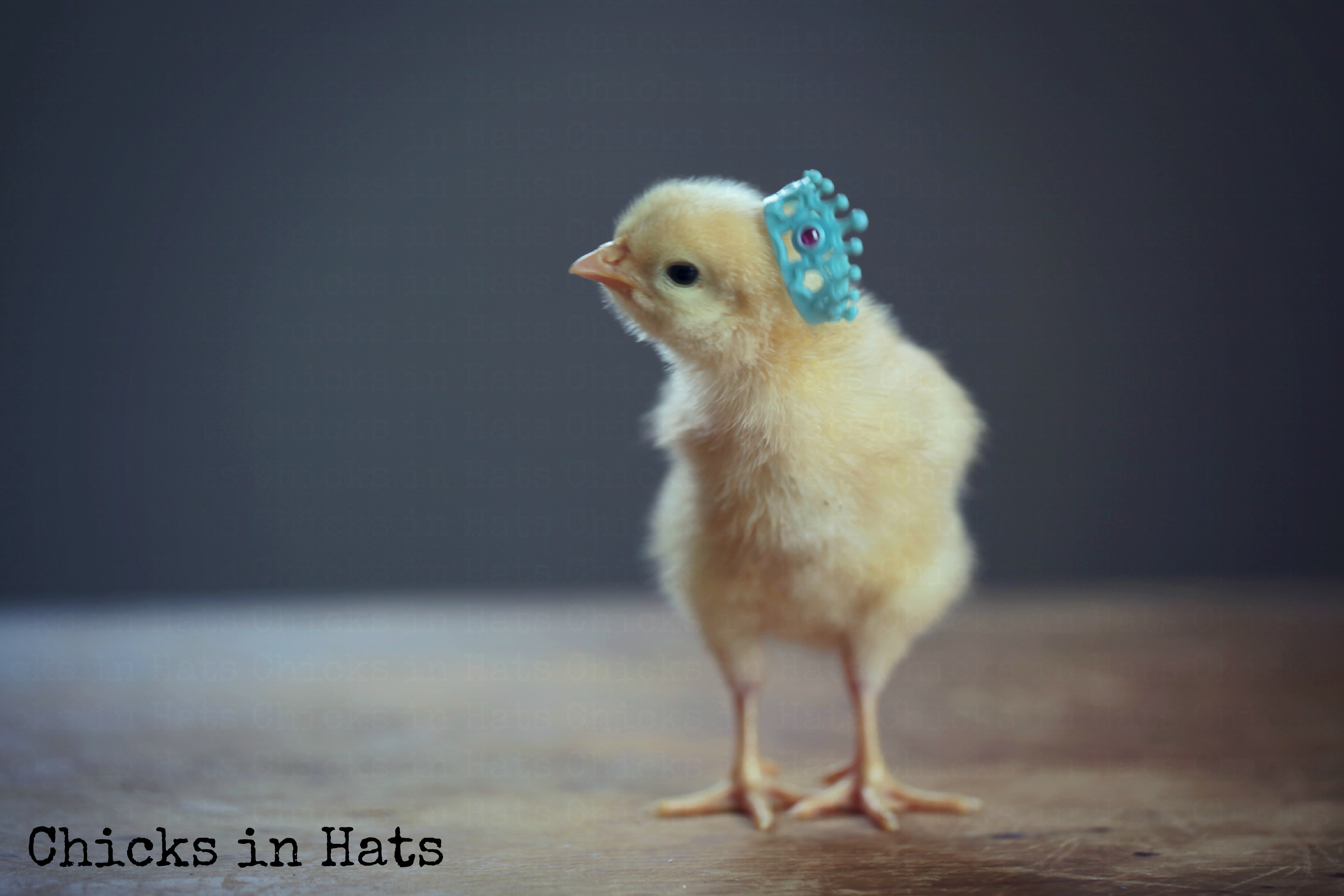 Chicks in Hats.