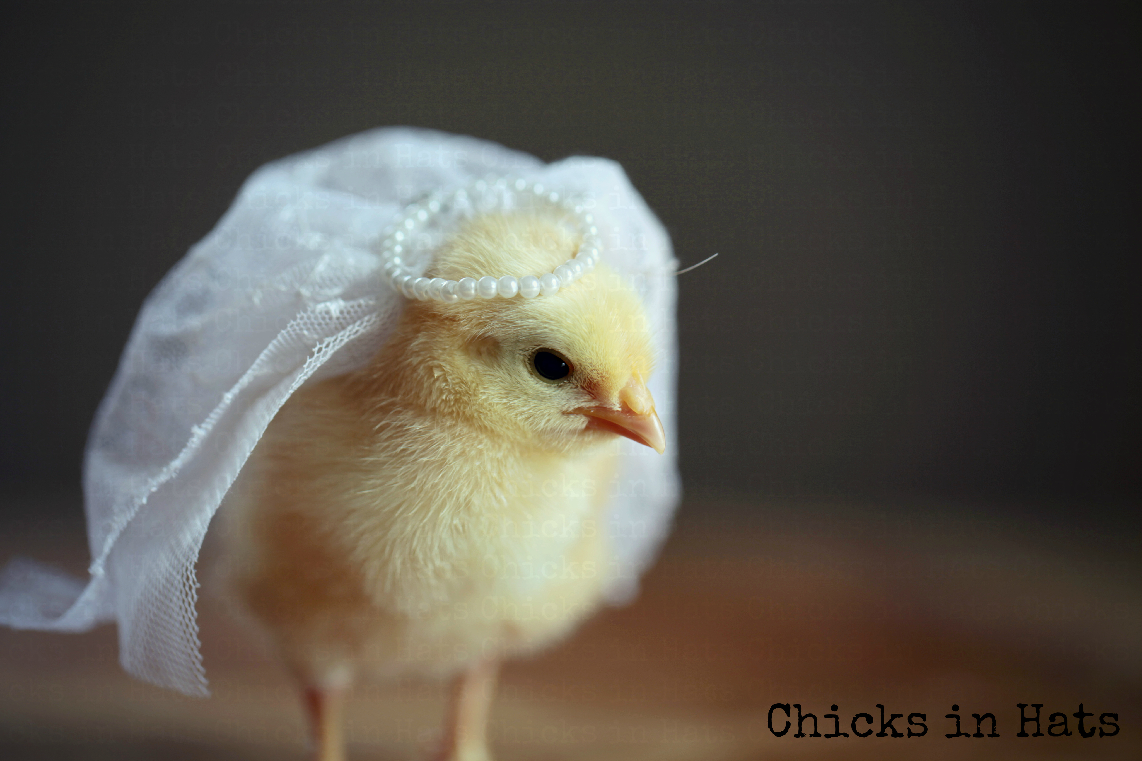 Chicks in Hats.