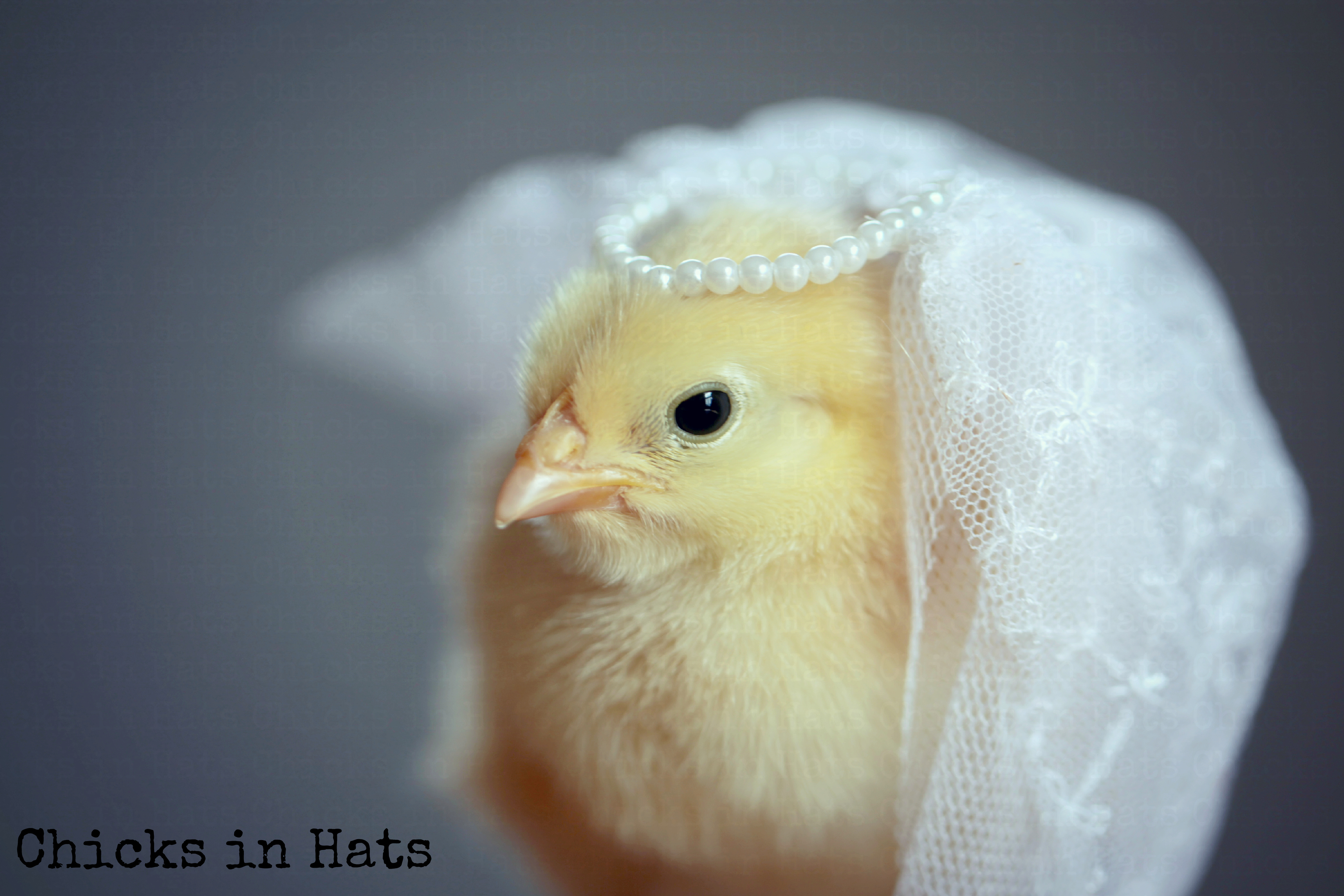 Chicks in Hats.