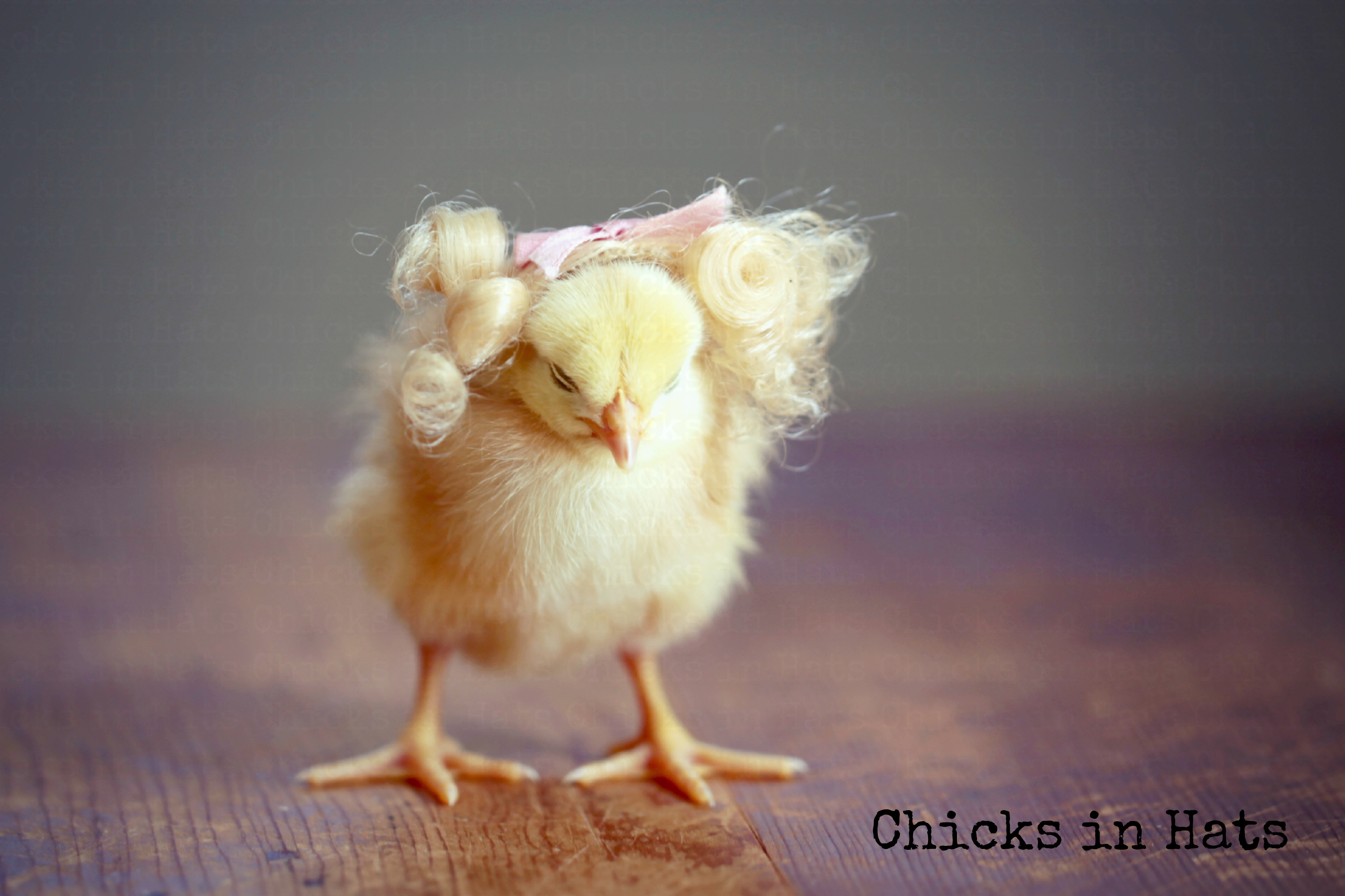 Chicks in Hats.