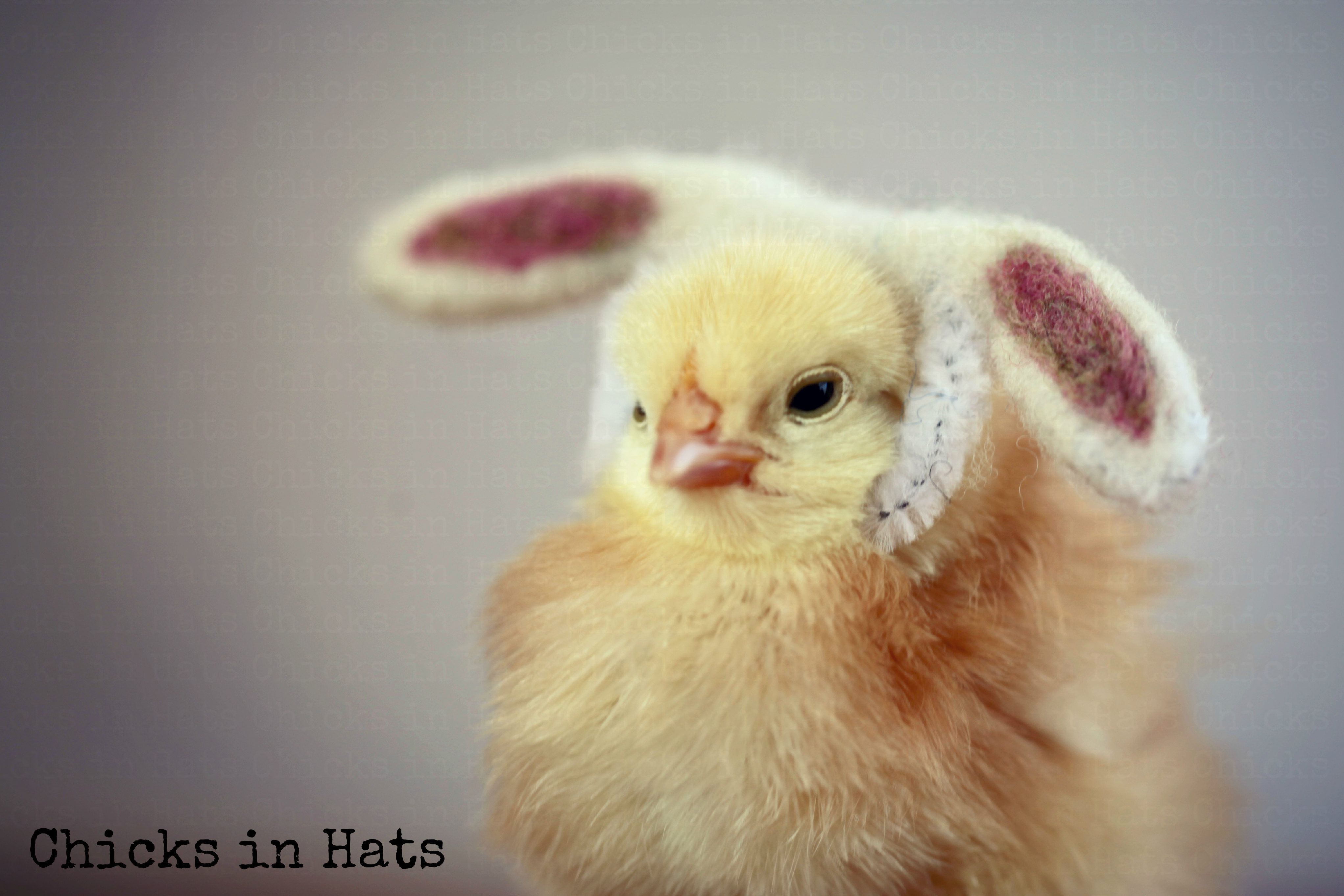 Chicks in Hats.