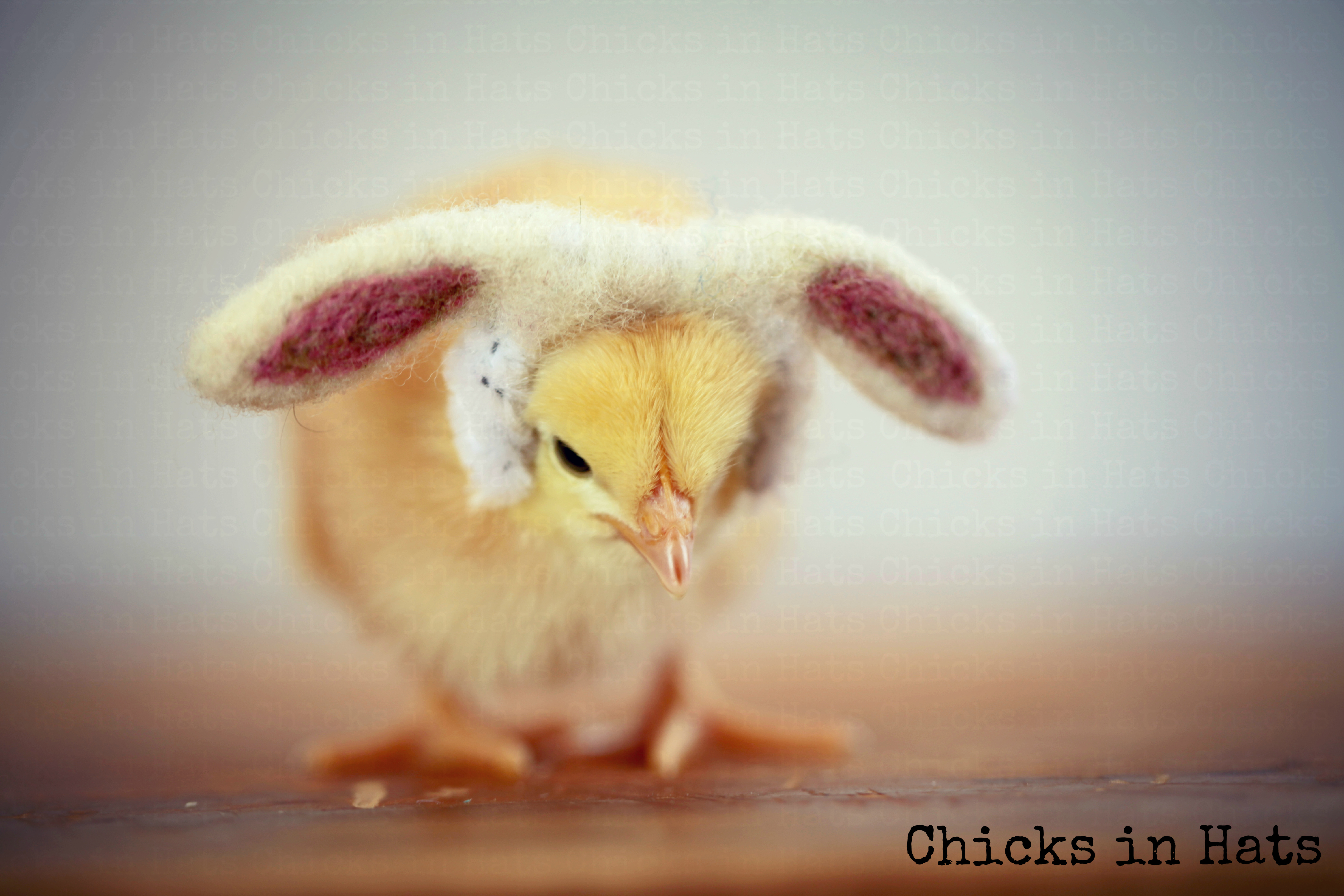 Chicks in Hats.