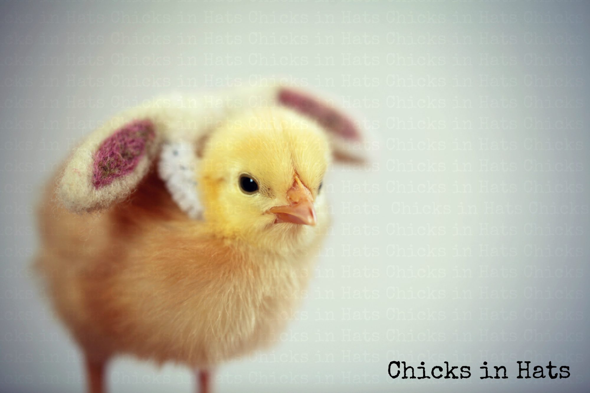 Chicks in Hats.