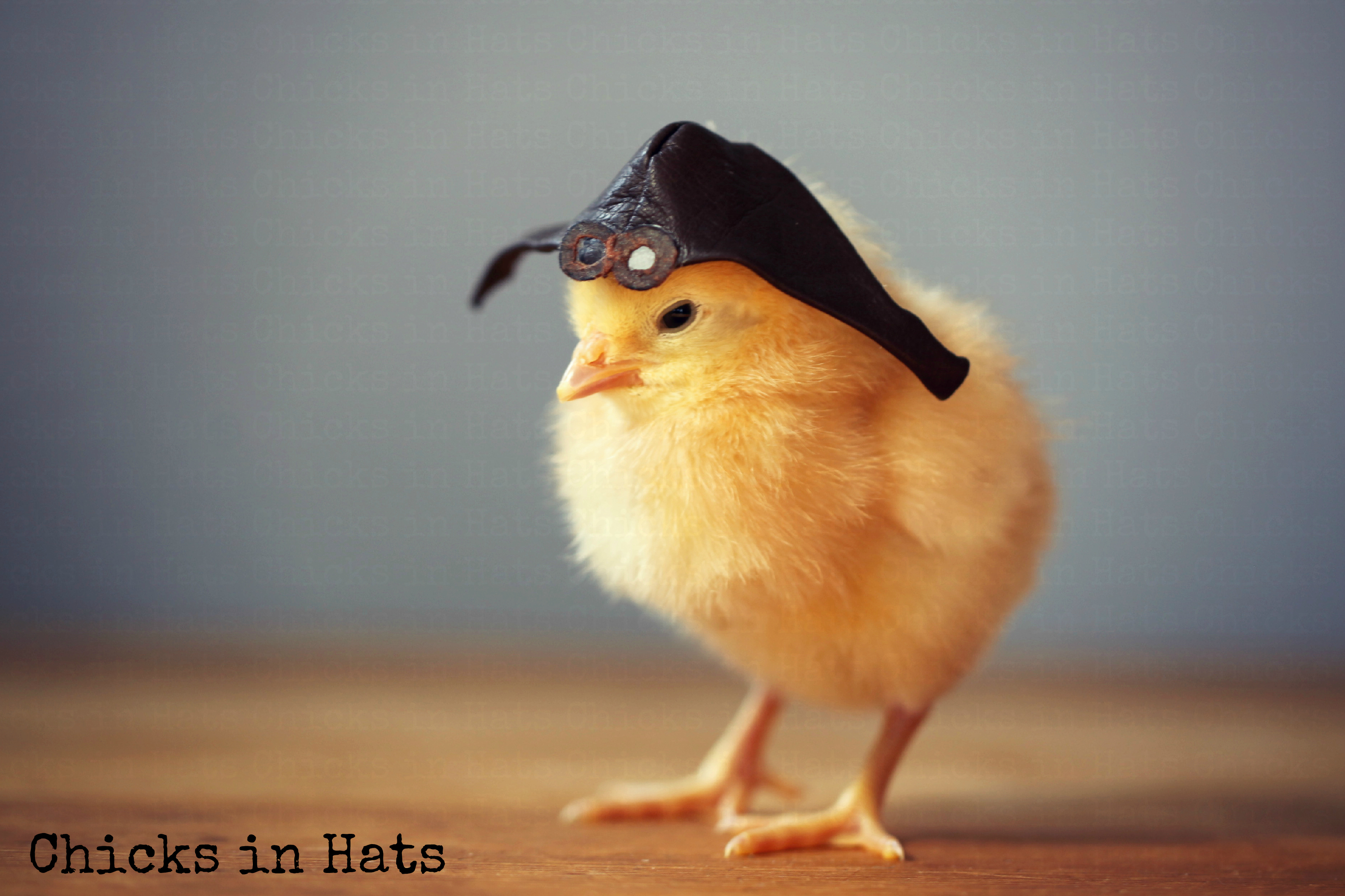 Chicks in Hats.