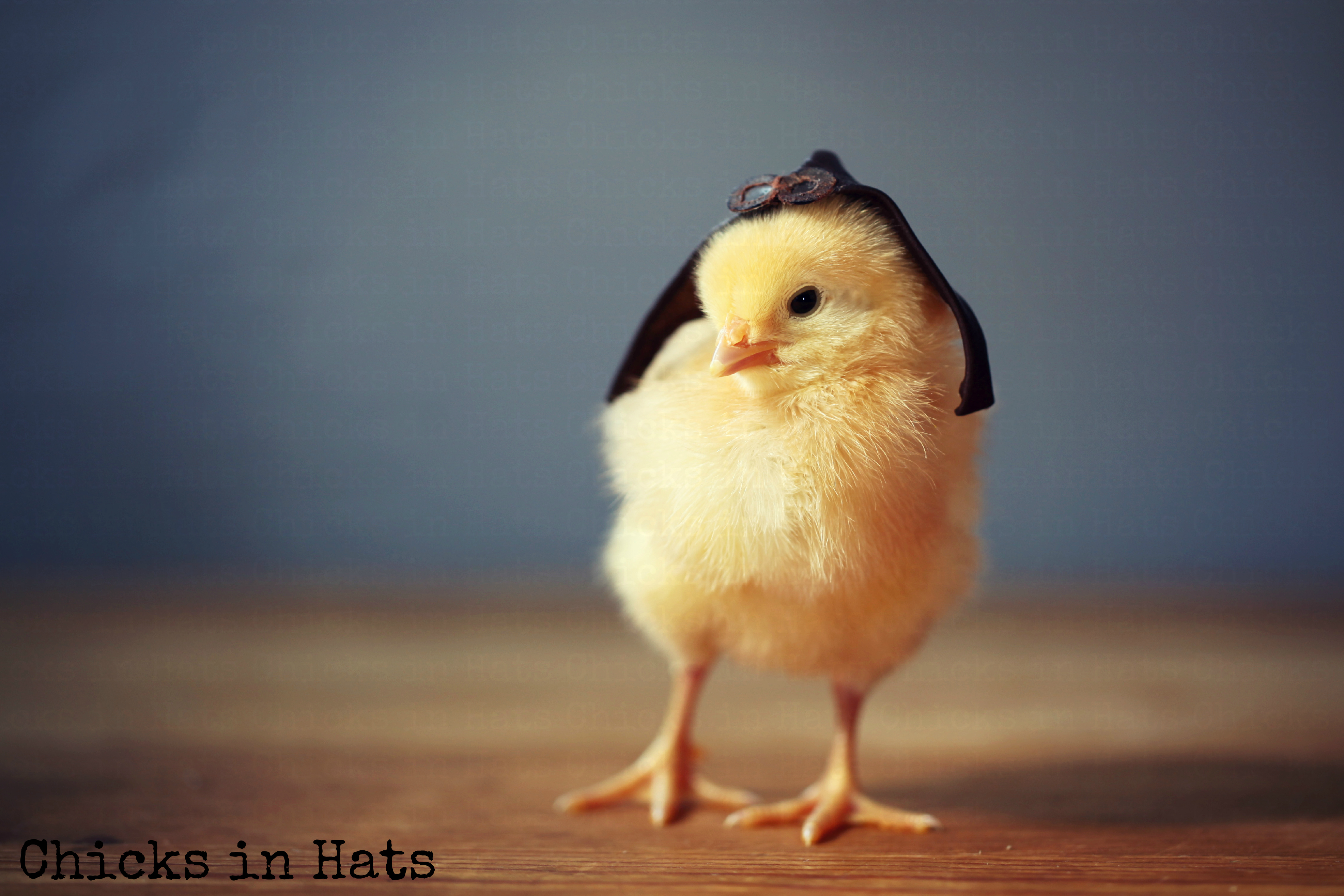Chicks in Hats.