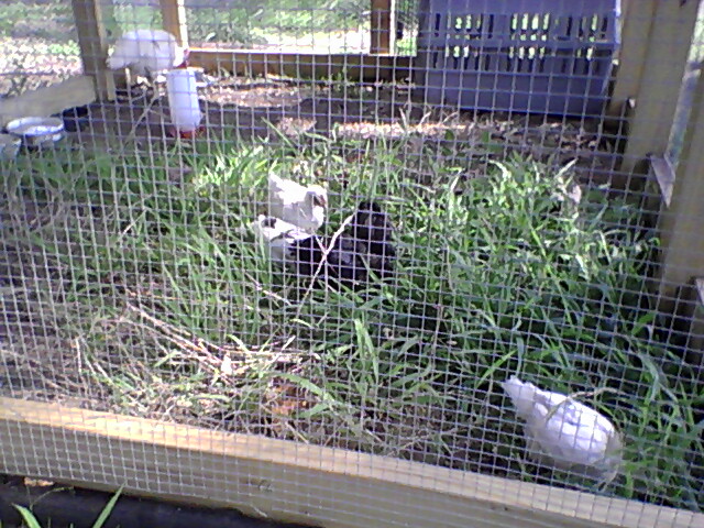 Chicks in new home June 2012
