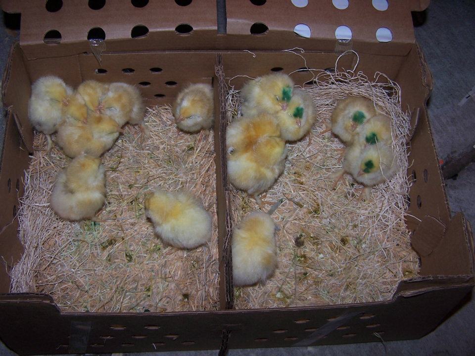 Chicks in shipping crate