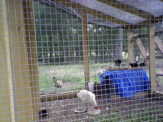 Chicks in the chicken tractor with one hen who has a hurt leg June