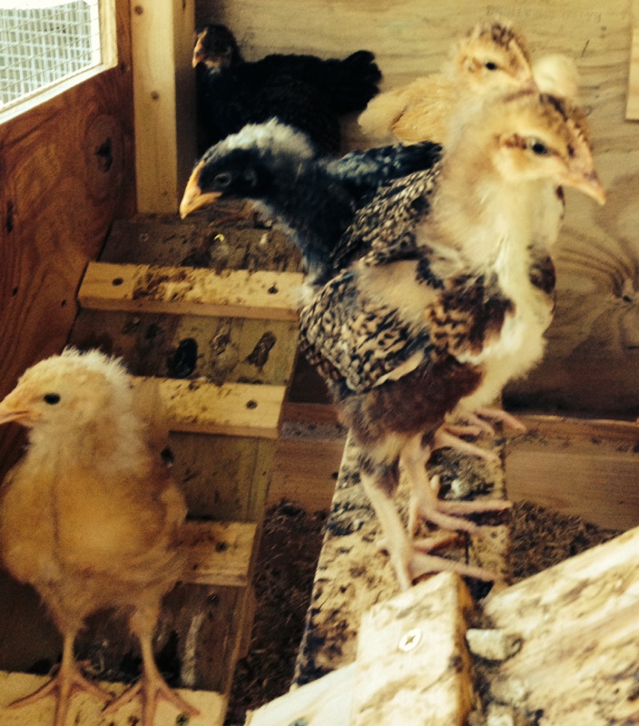Chicks in the coop: Bertie (BO), Sweetums (Speckled Sussex), Ruth with fuzz on her head(Barred PR), Gert (BO) and in the back Matilda (Barred PR)