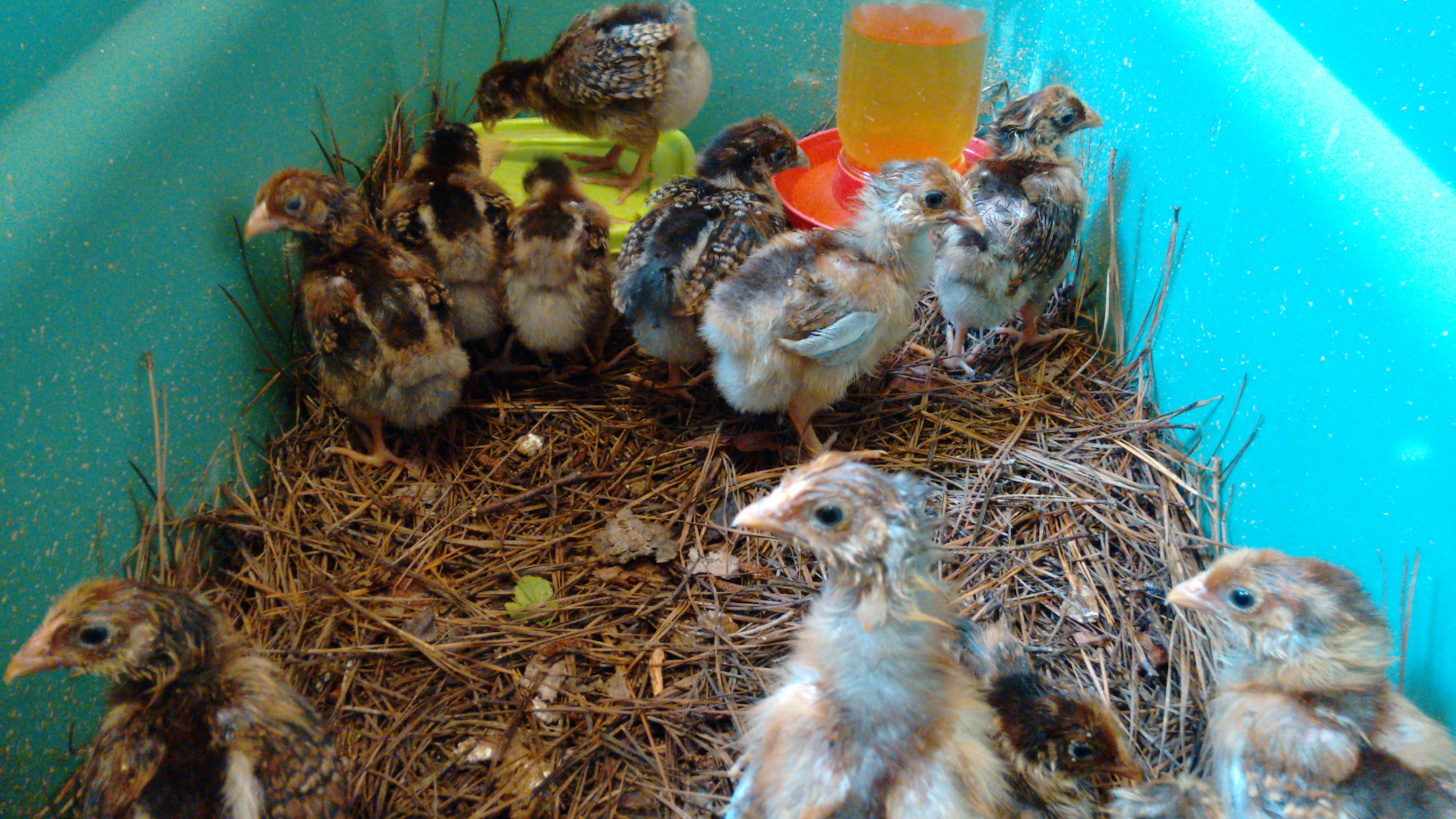Chicks in the green box are BLRW from slackwater.  Excuse teh FF on their faces. ;)