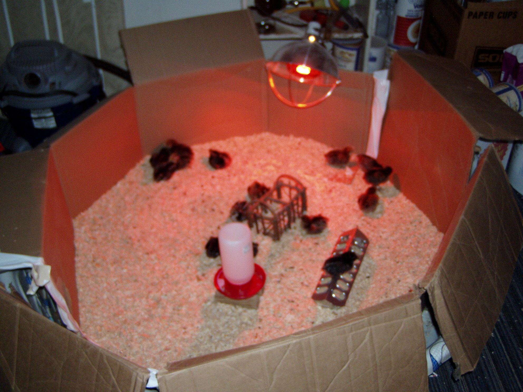 Chicks in the kiddie pool brooder.