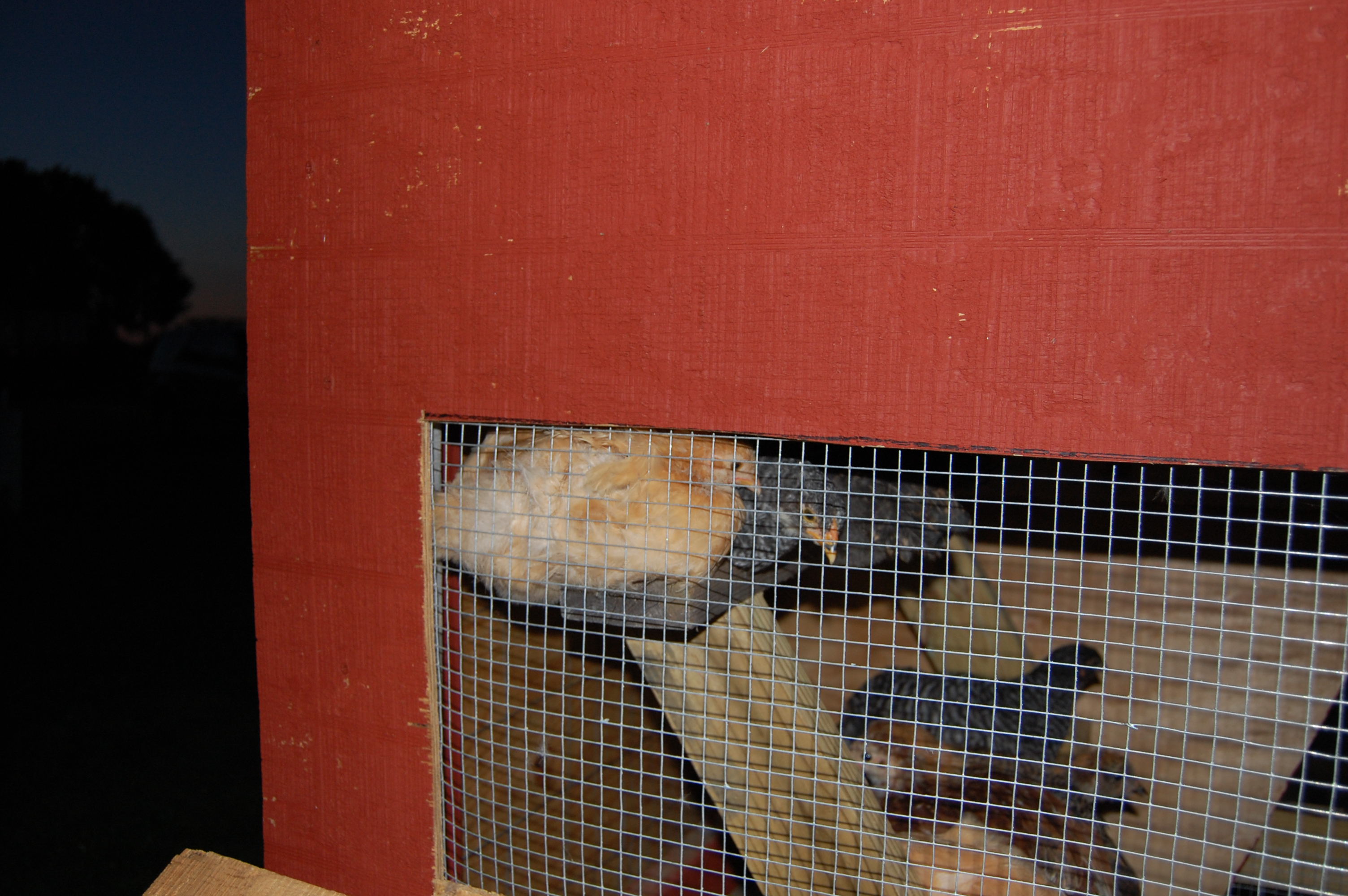 Chicks in the roost area