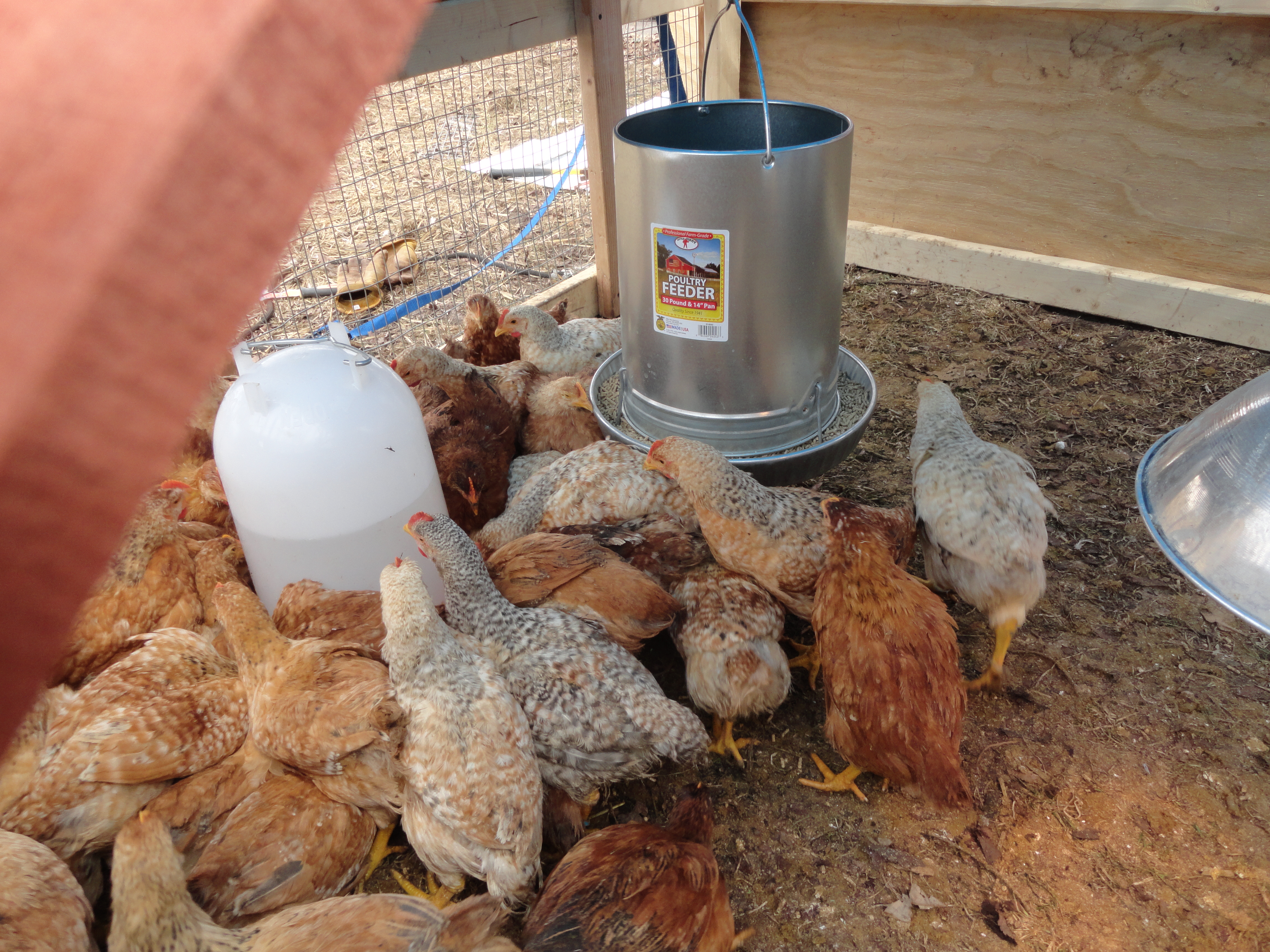 Chicks in the Tractor