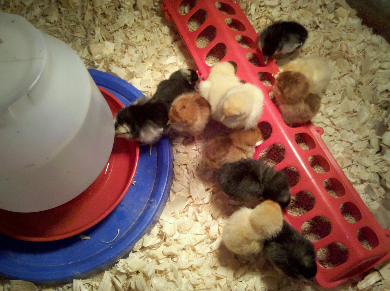 Chicks in the tub inside still.