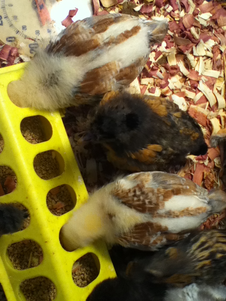 Chicks in their new digs. Golden Lace Polish, Salmon Favorelles and Light Brahmas