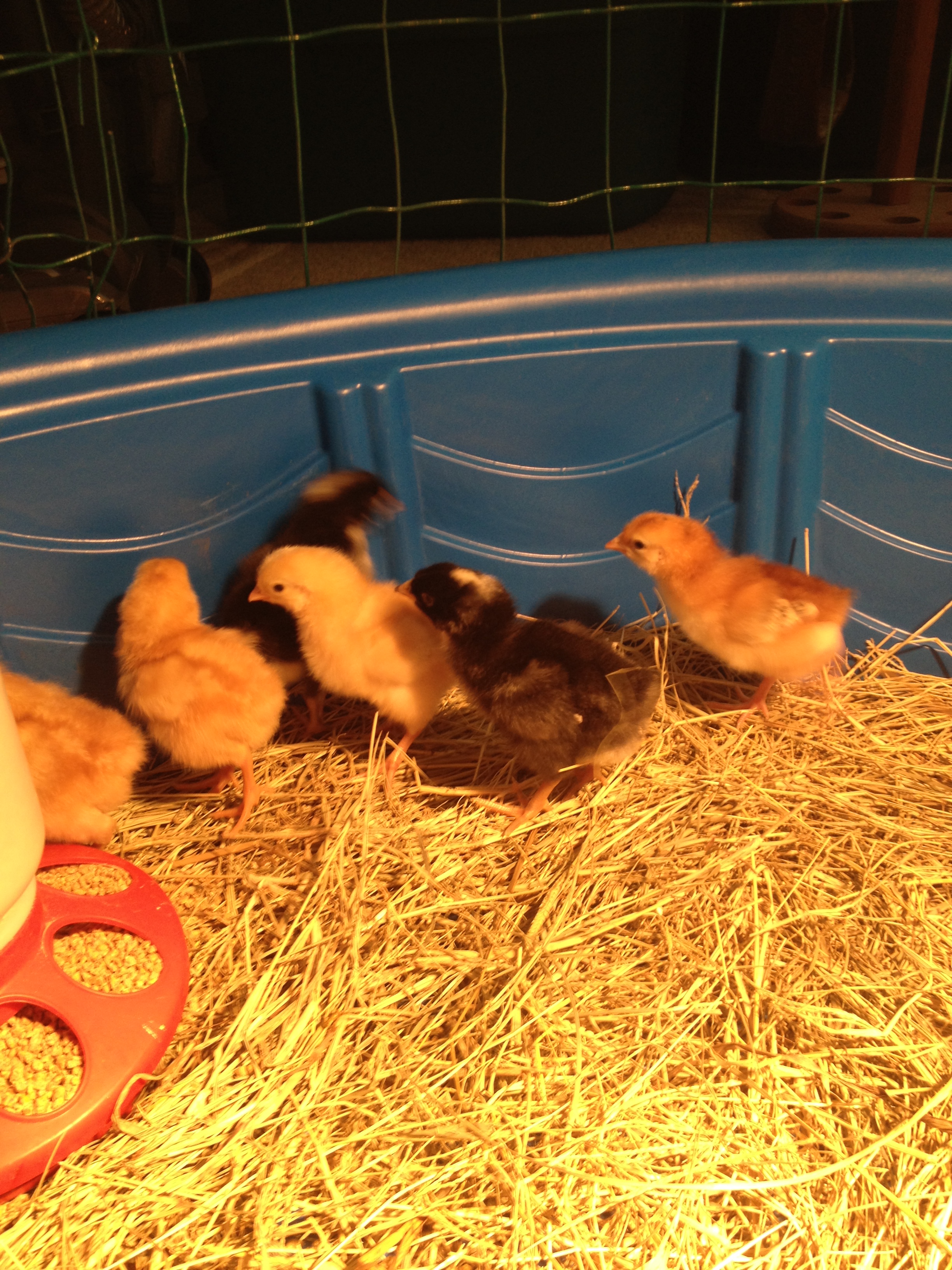 Chicks just a couple days old
