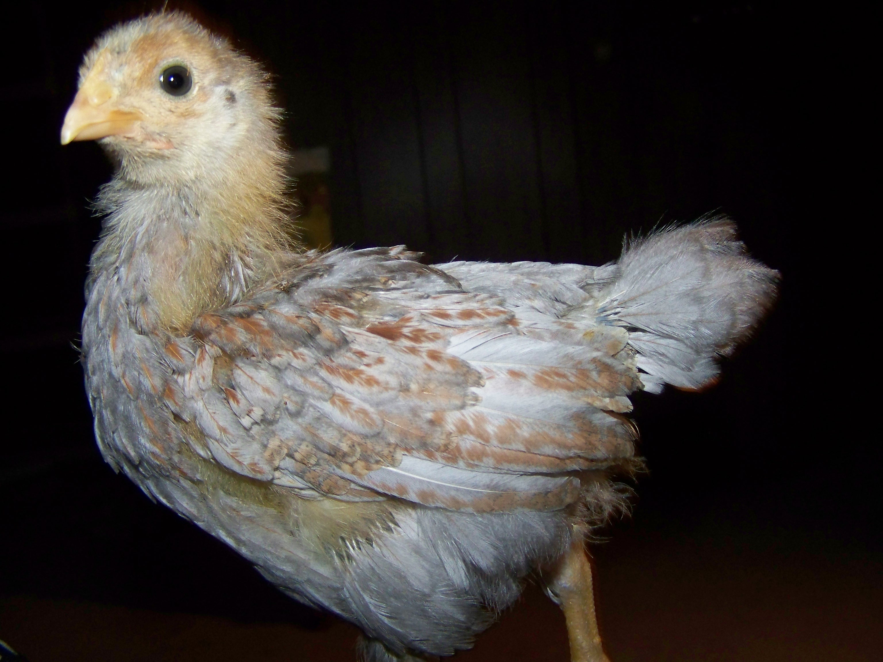 Chicks lacing is starting to come in.