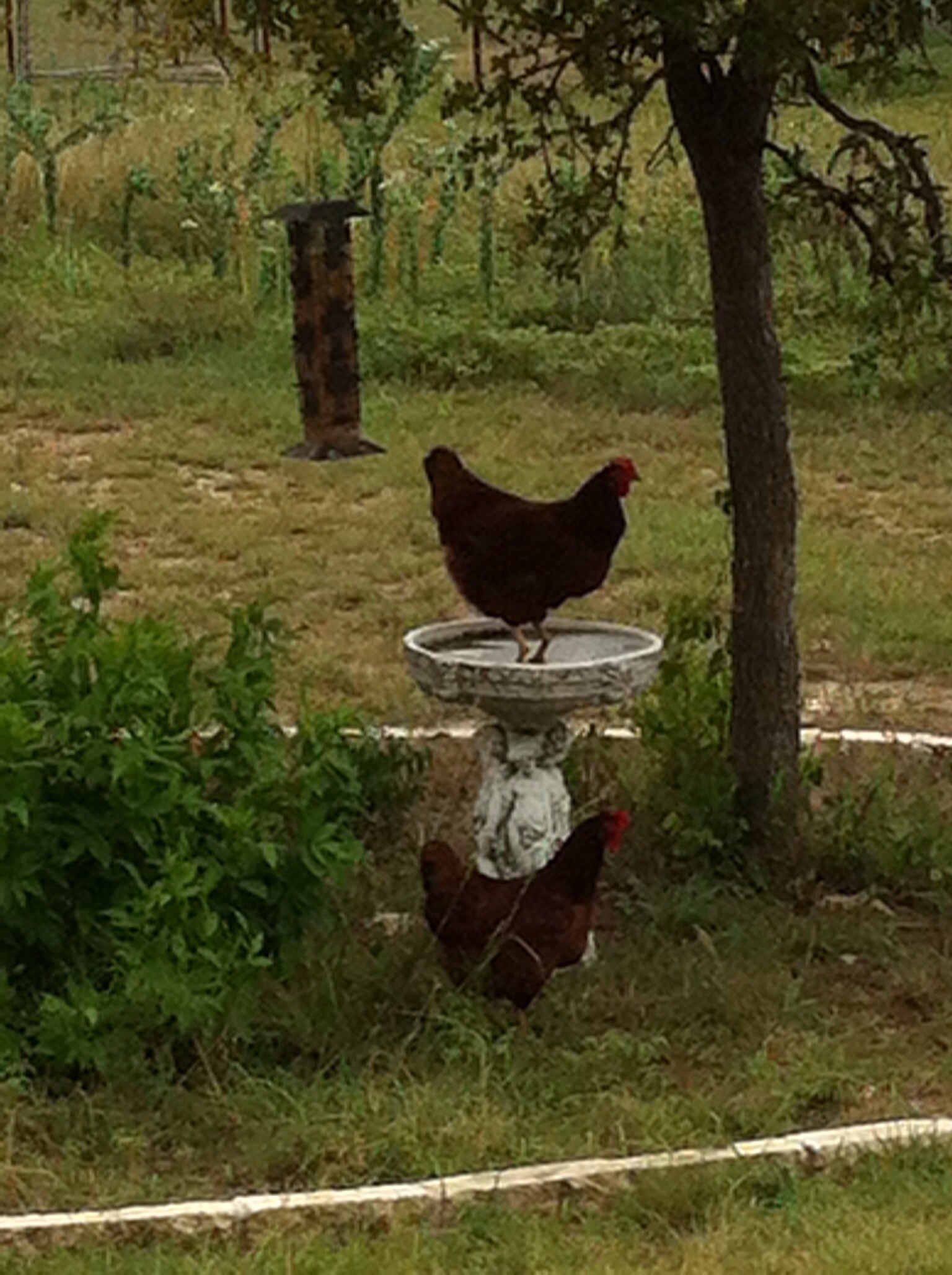 Chicks like their bird bath