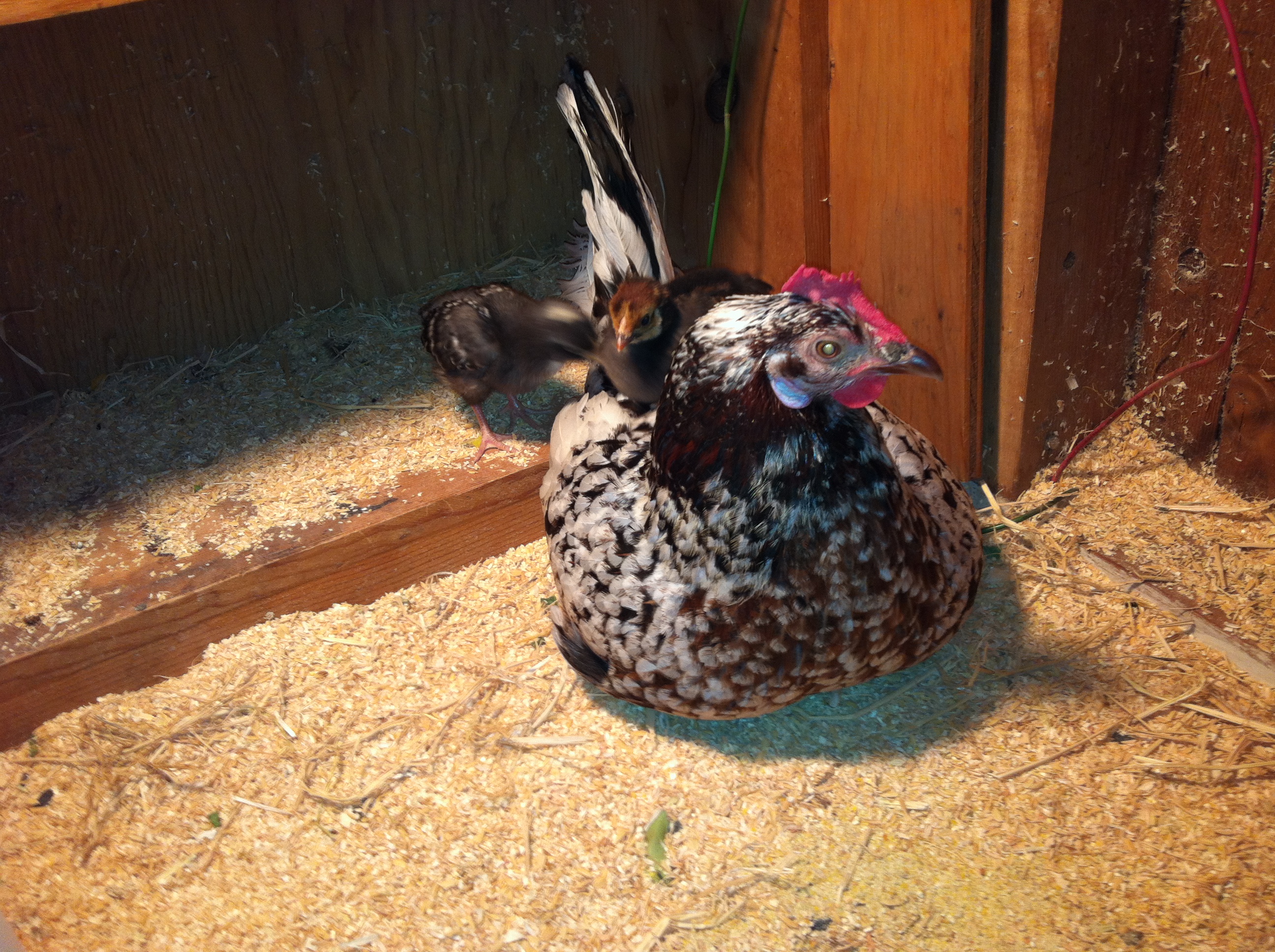 chicks liked to get on Tac's  back!