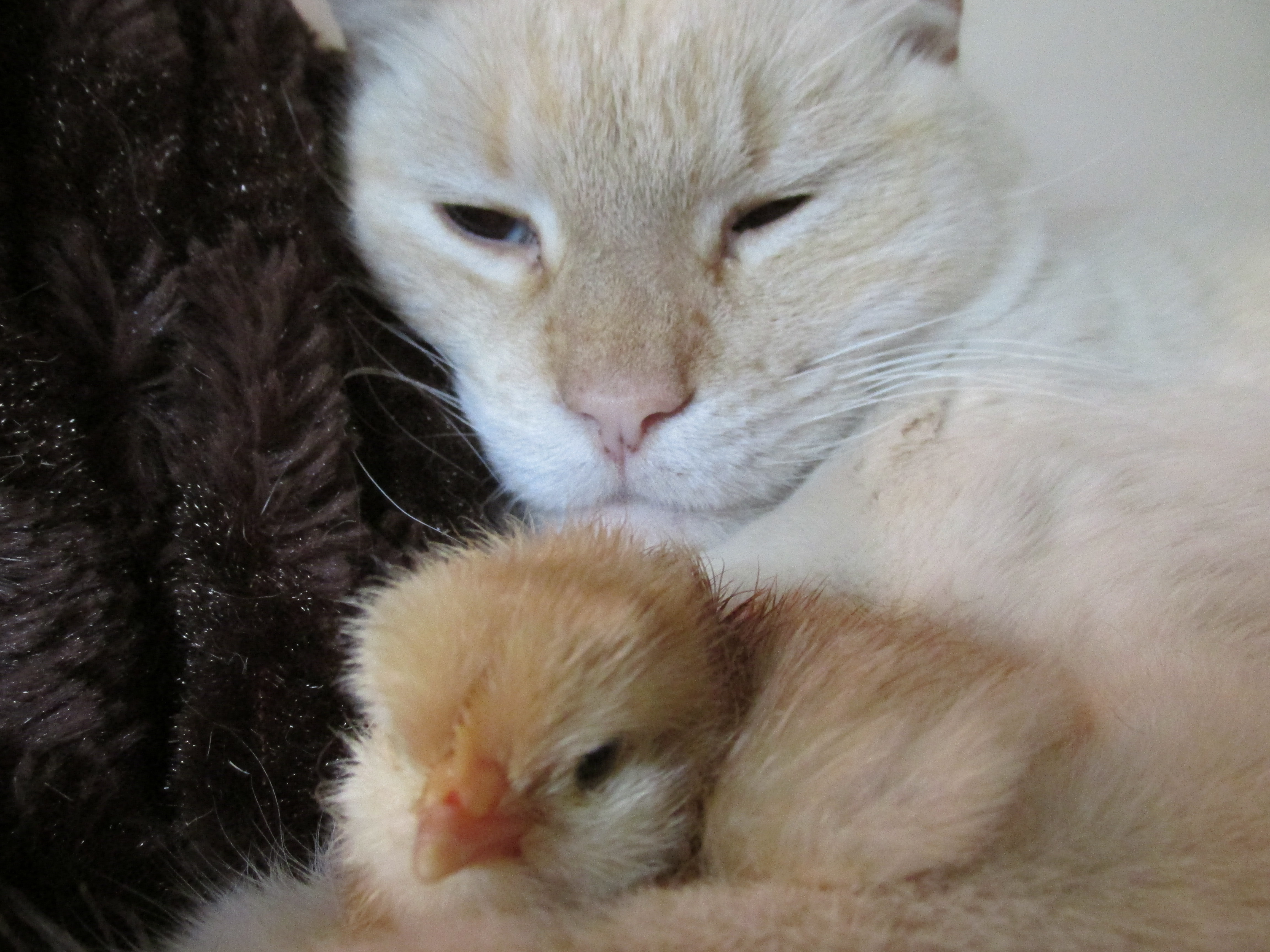 chicks live this fluffy cat!