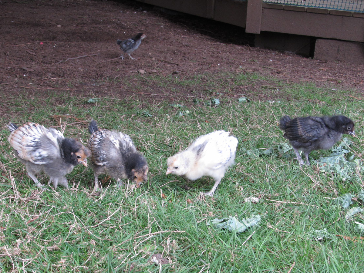 Chicks loving the free ranging!