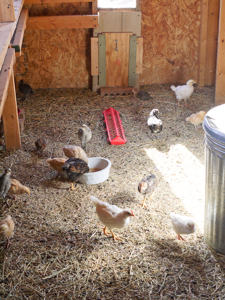 Chicks move from brooder pens to brooder building floor