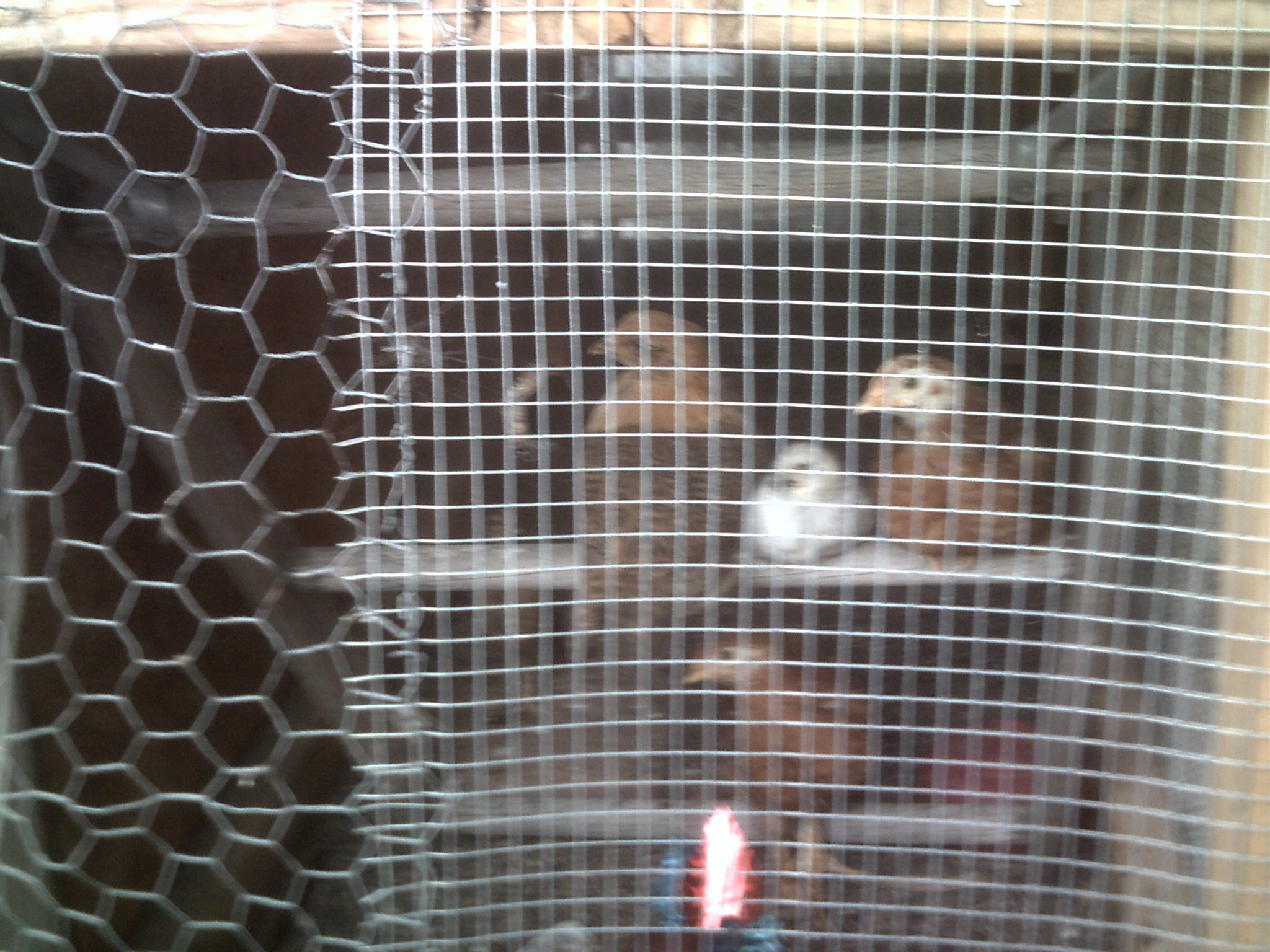 chicks on new roost in the penthouse brooder