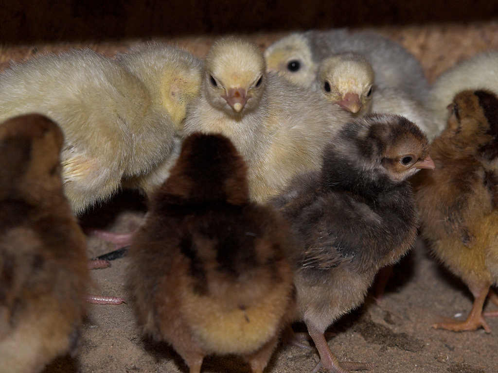 Chicks &poults