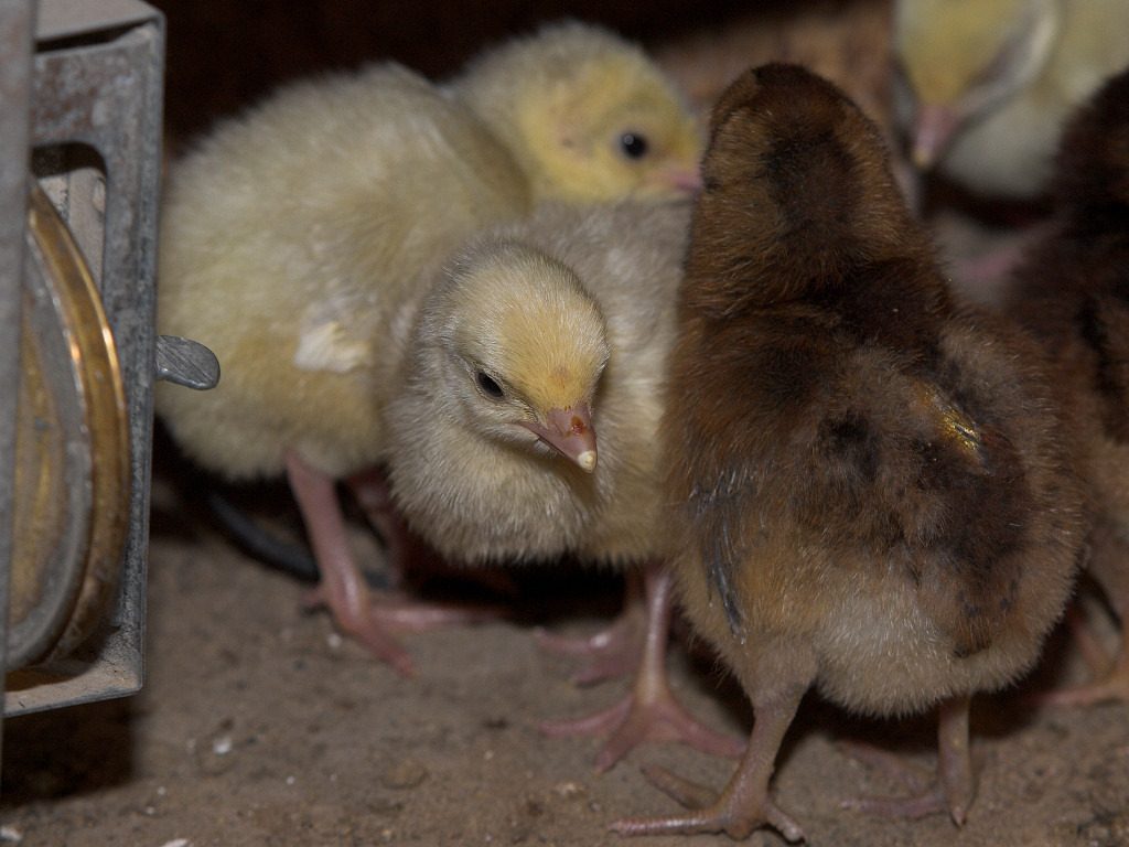 Chicks &poults