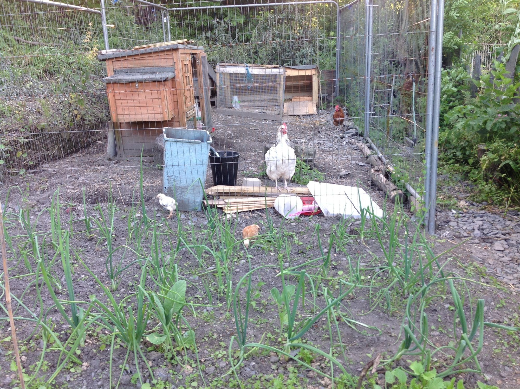 Chicks raiding the veg patch
