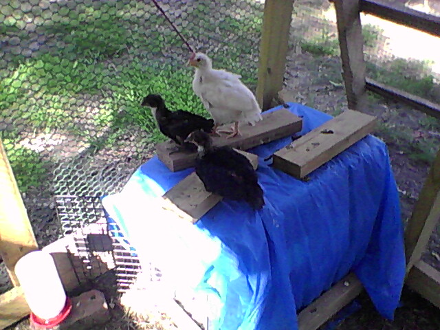 chicks roosting
