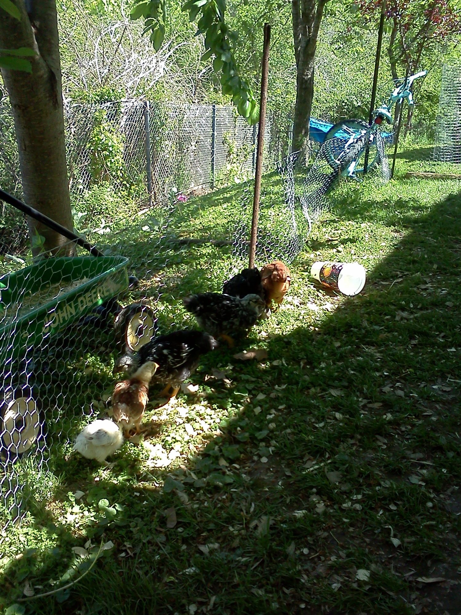chicks running around having a good time :)