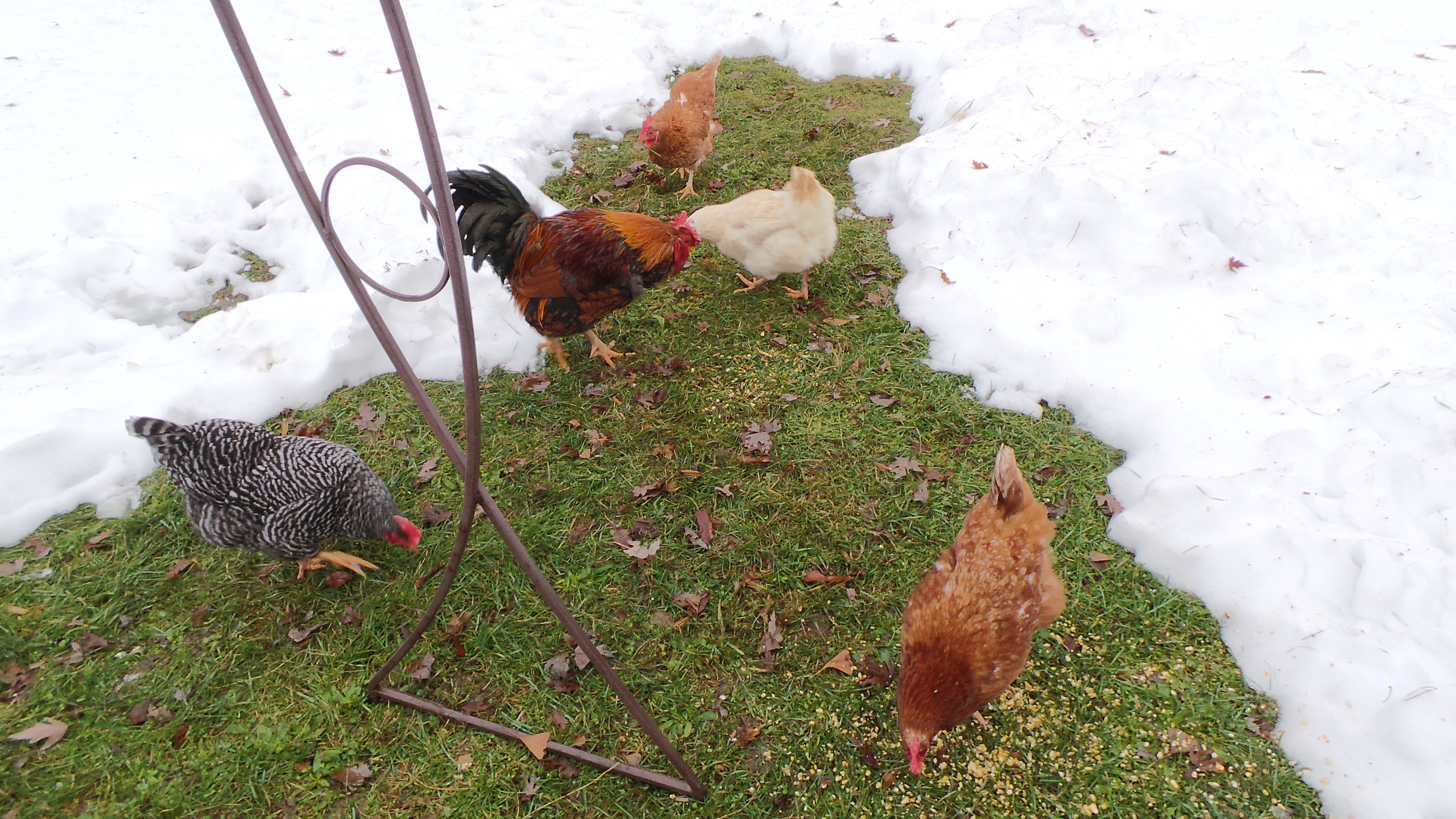 Chicks sayin"Finally some grass"