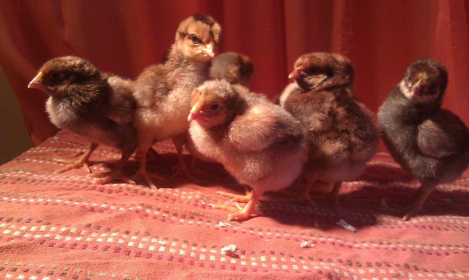 chicks sold