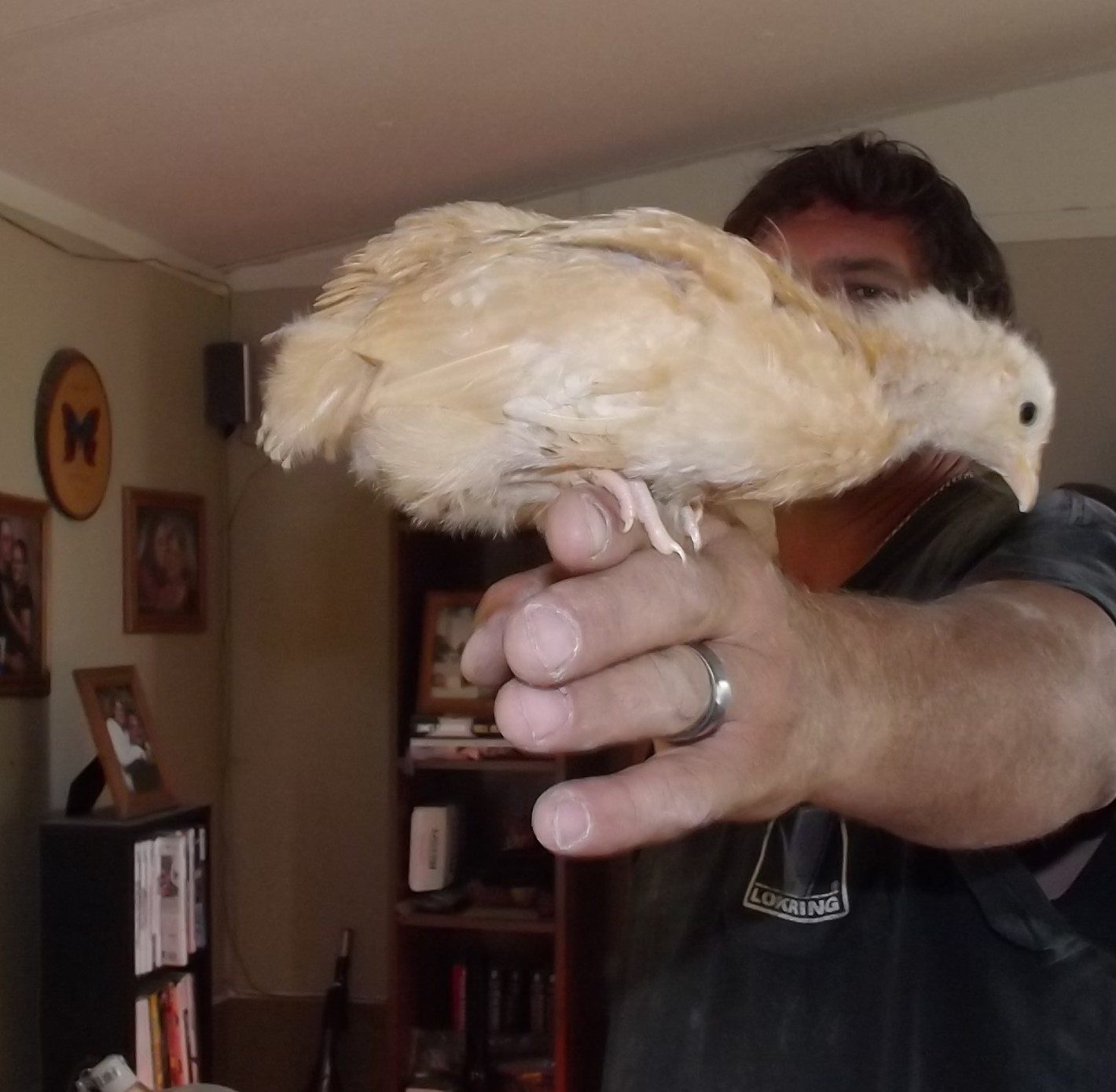chicks taking on 3-18