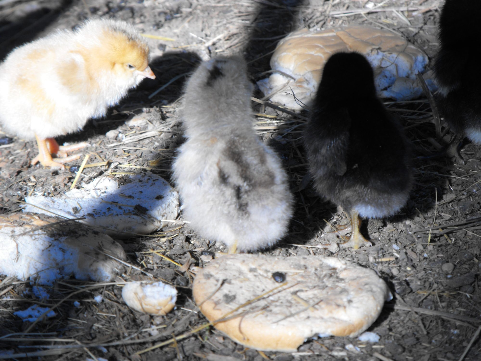 chicks! They are sooo fluffy!!