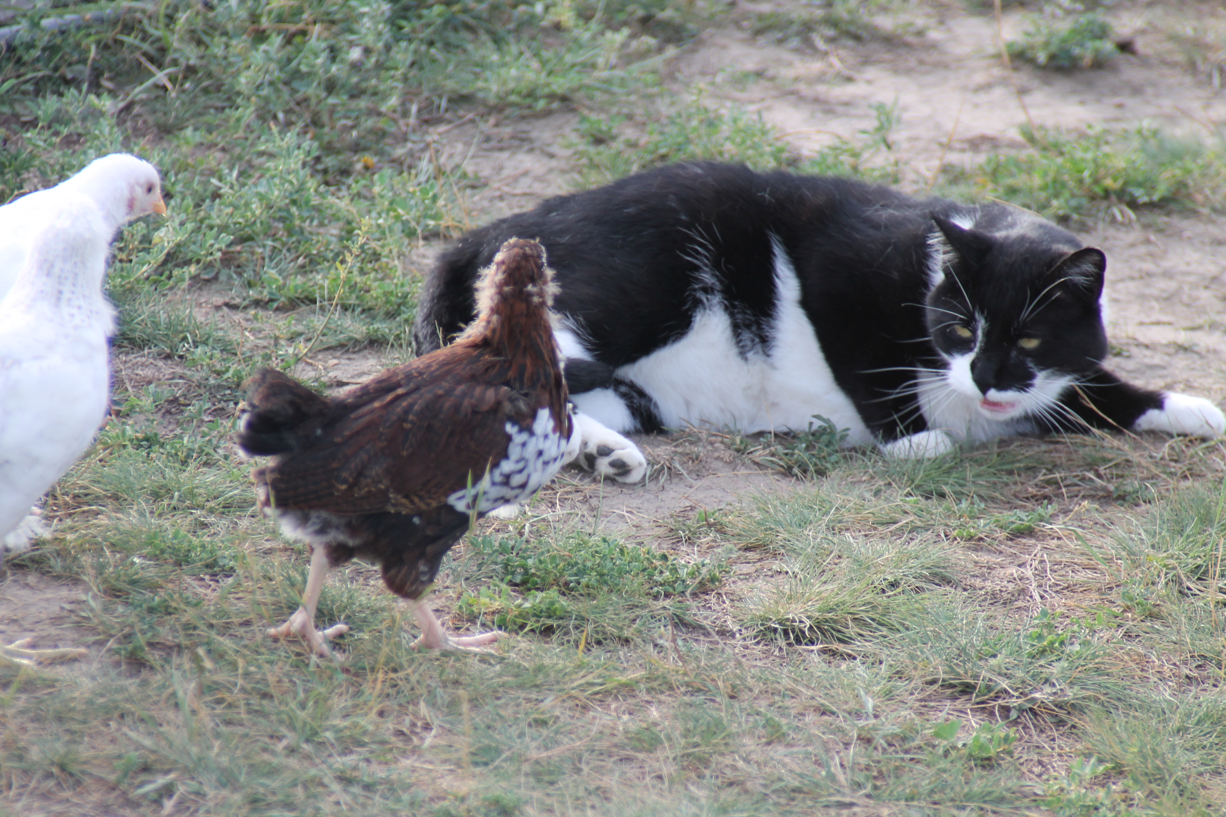 Chicks think cats are might big chickens!
