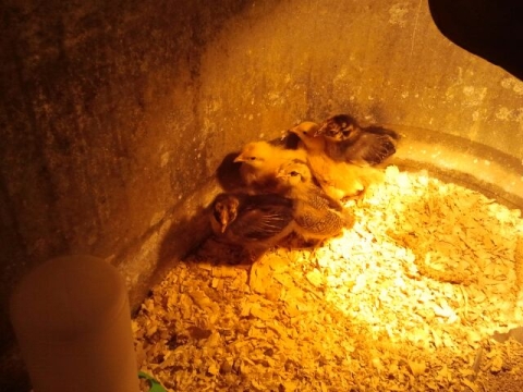 Chicks...unknown